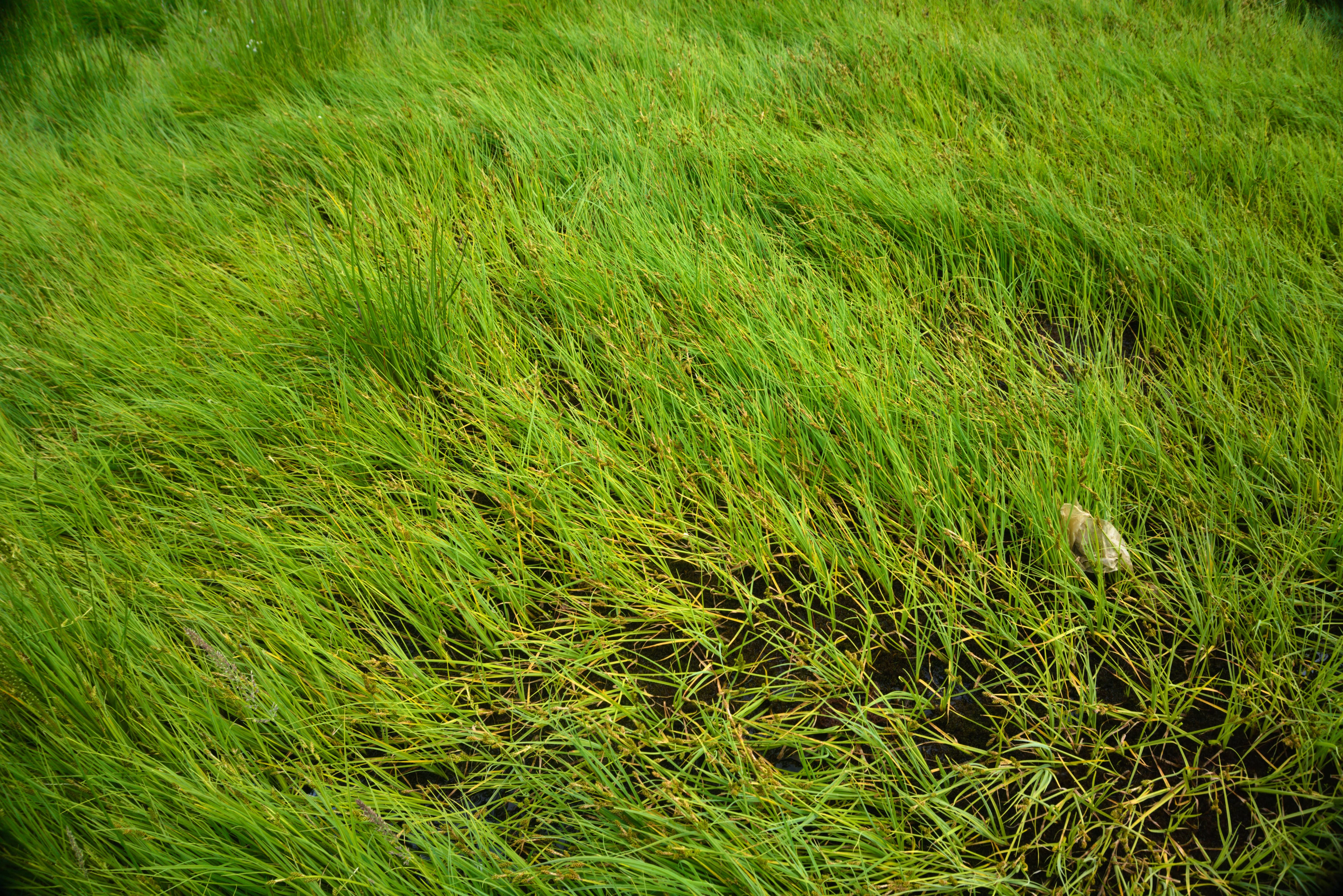 : Carex mackenziei.