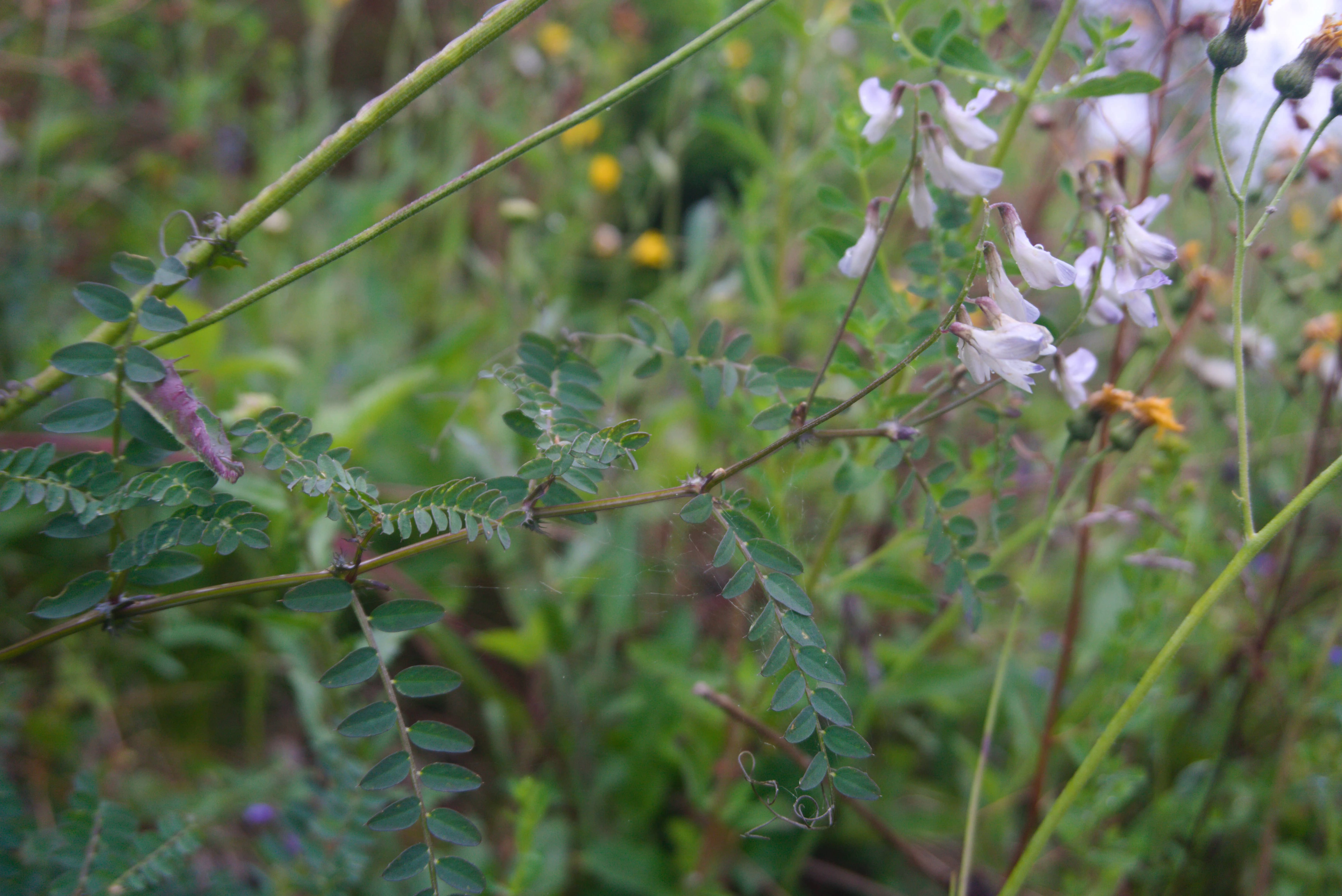 : Vicia sylvatica.