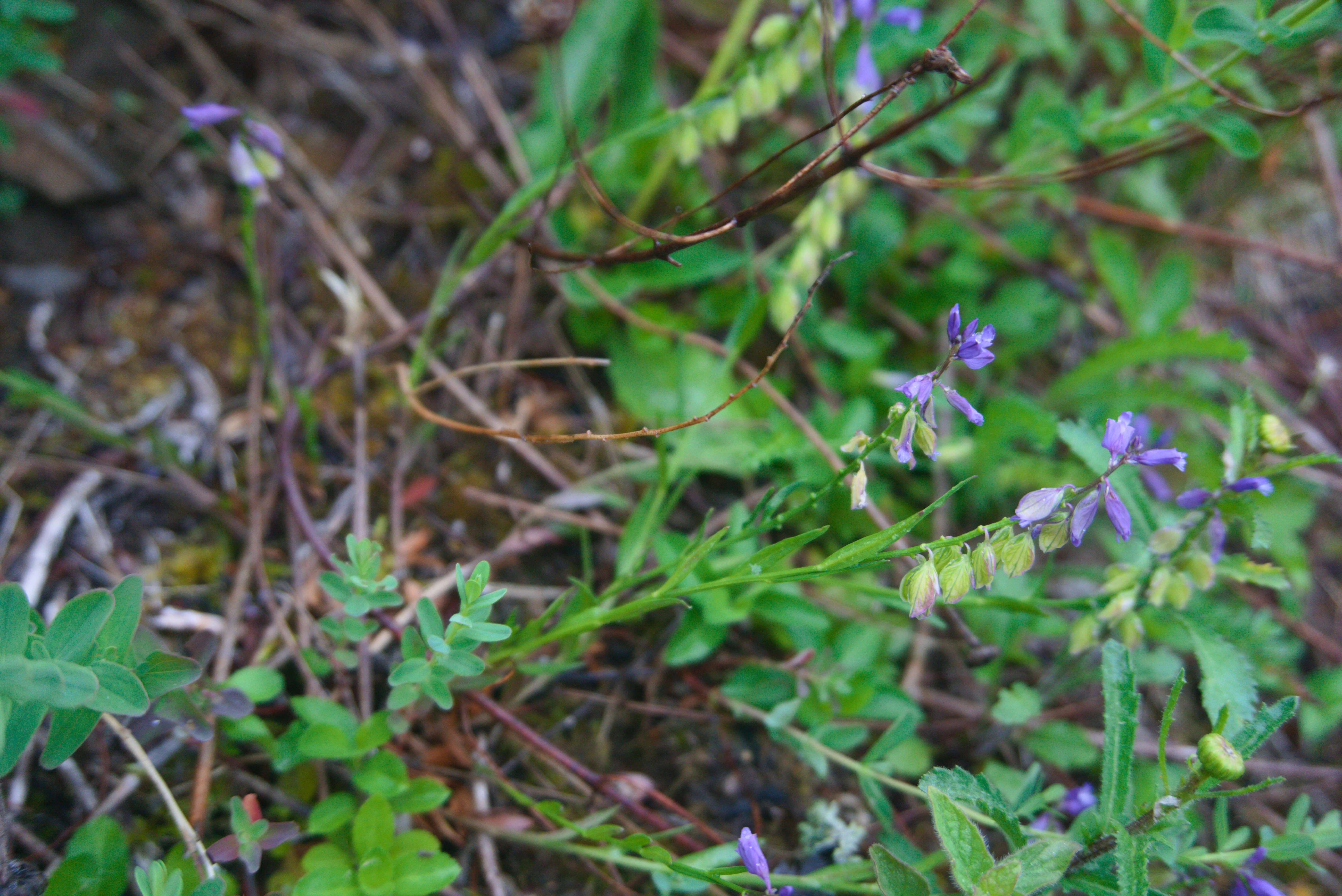 : Polygala vulgaris.