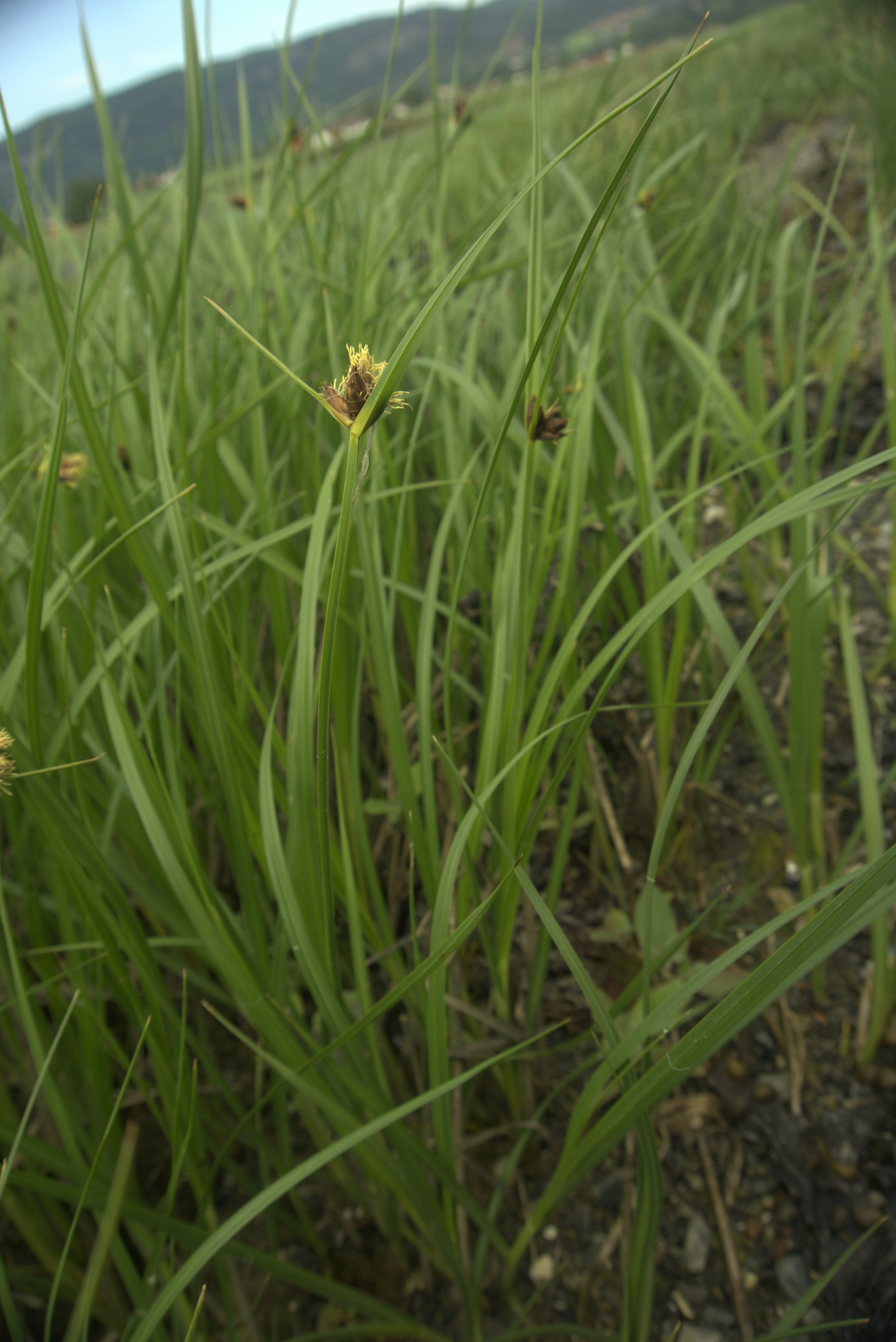 : Bolboschoenus maritimus.