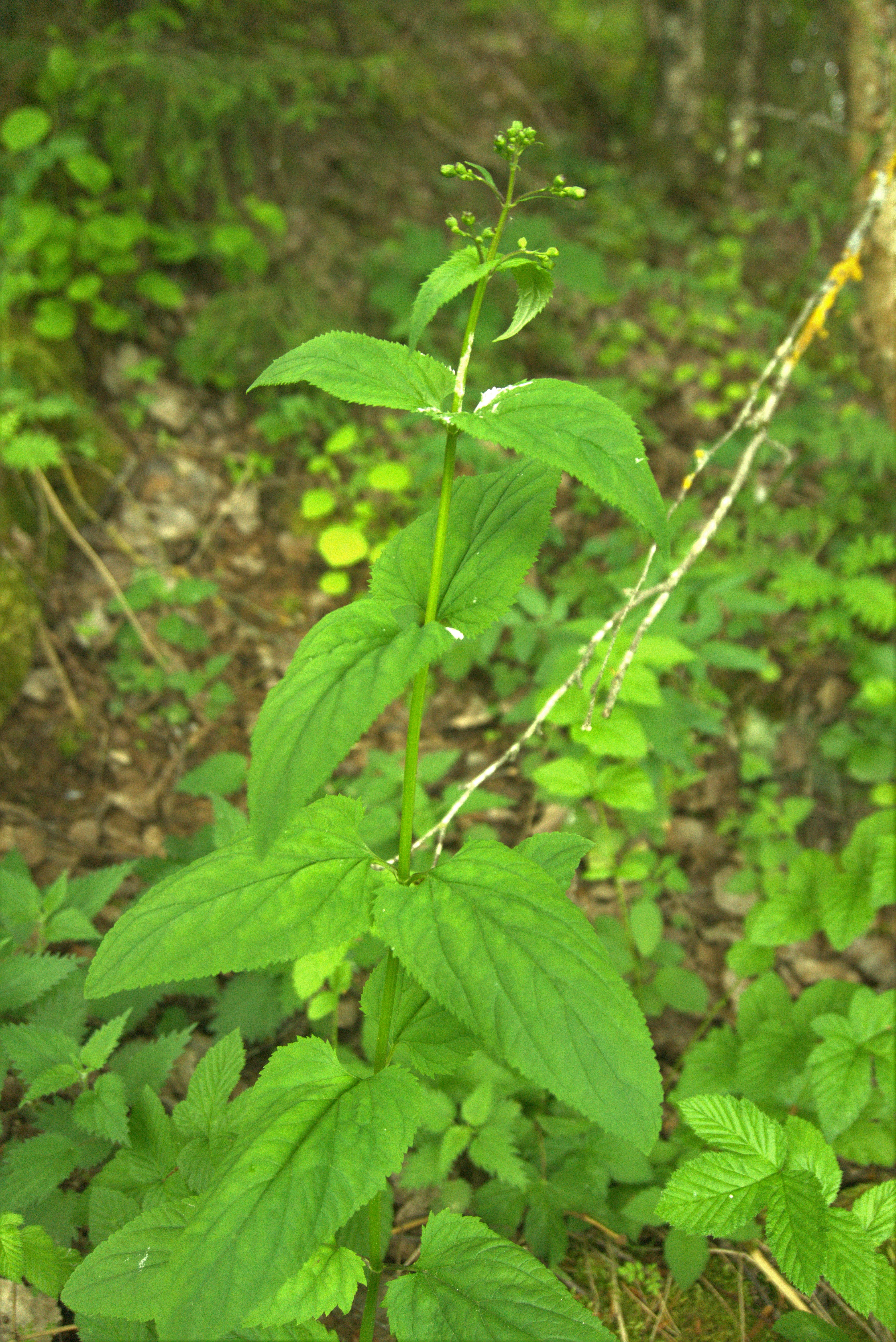 : Scrophularia nodosa.