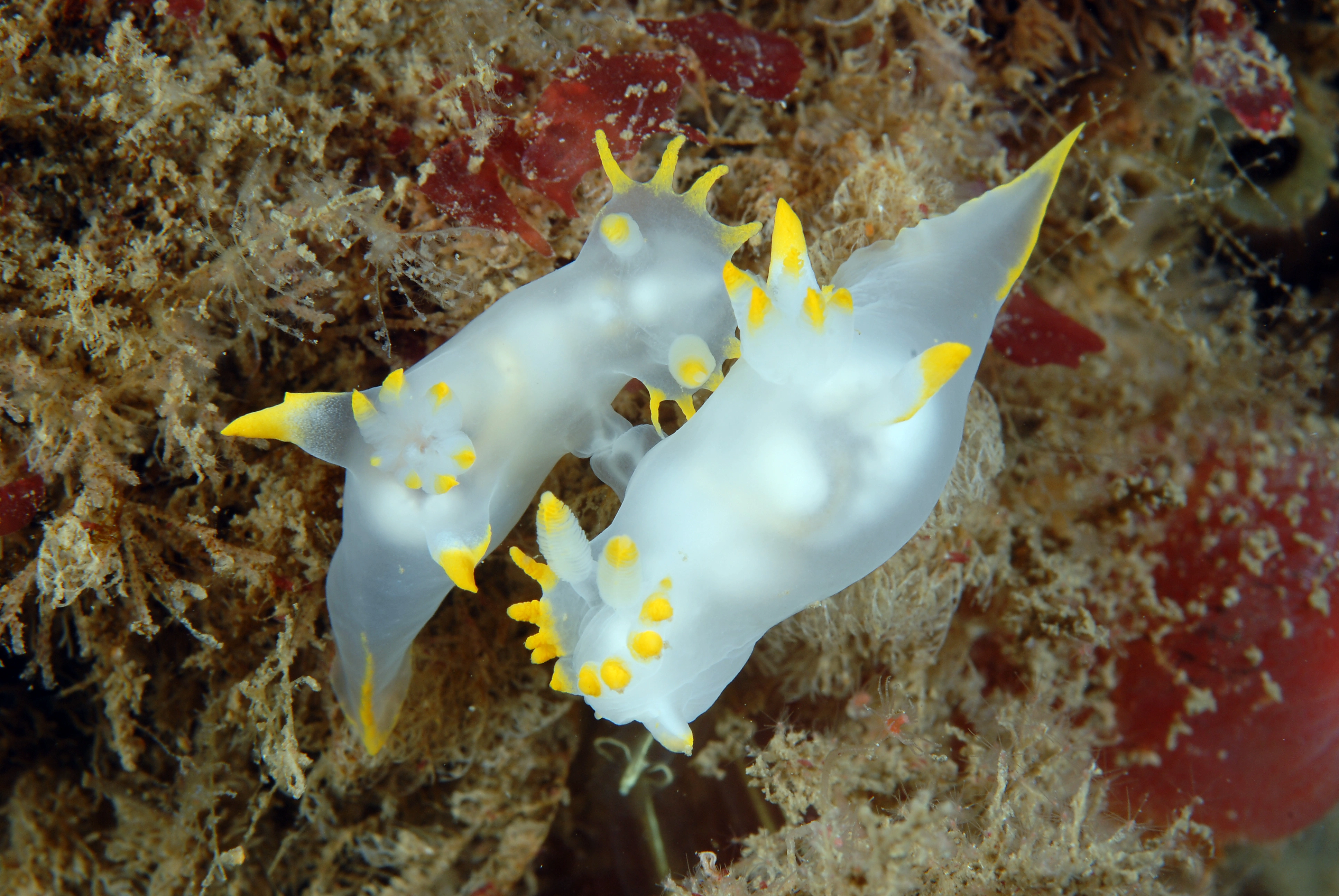 : Polycera kernowensis.