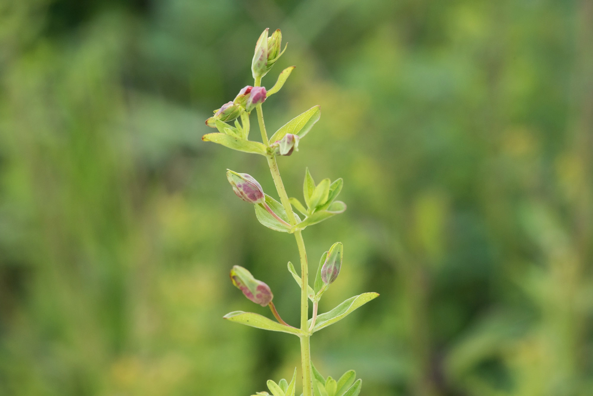 : Hypericum perforatum. : Dasineura.