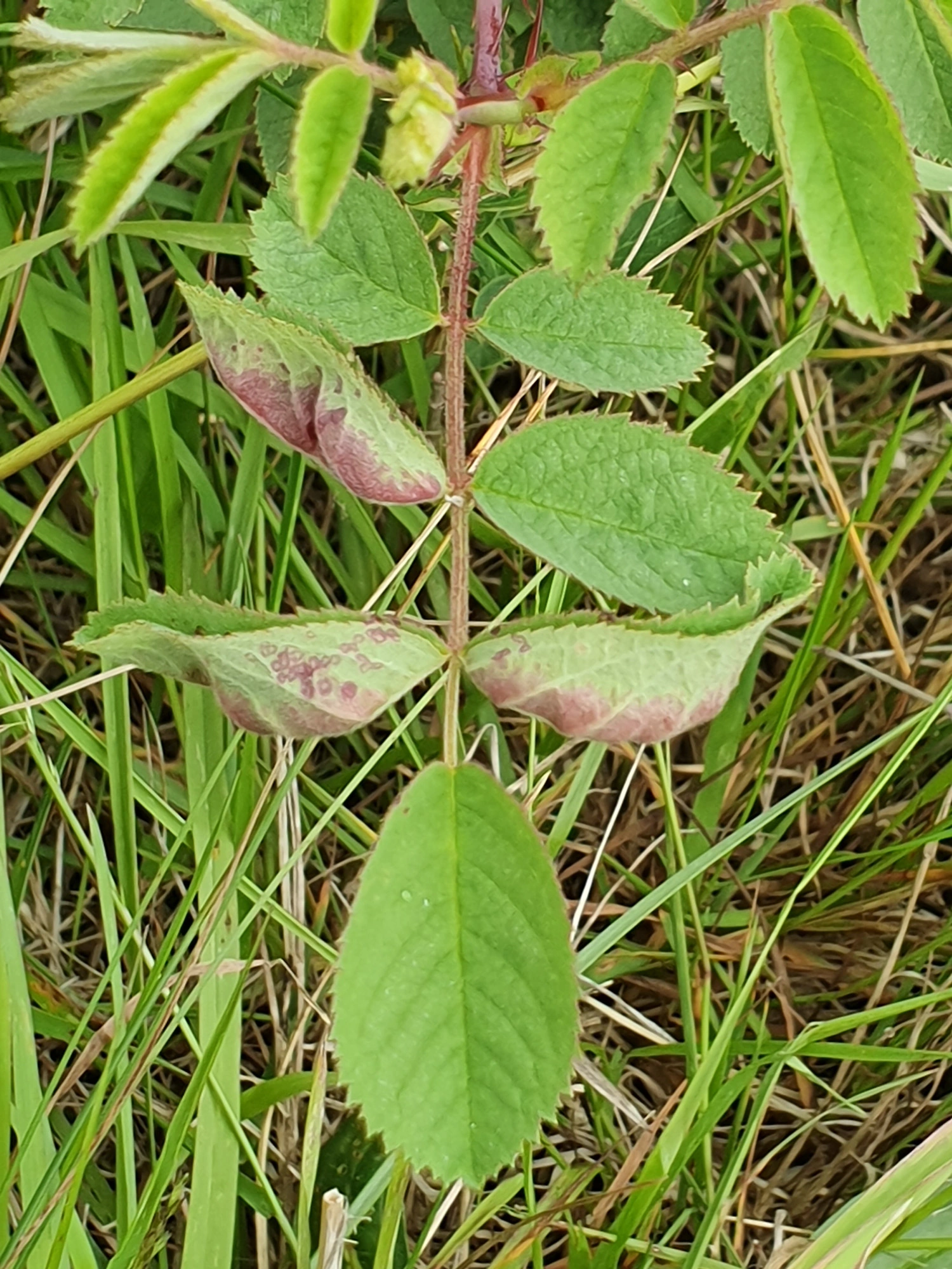 : Dasineura rosae.