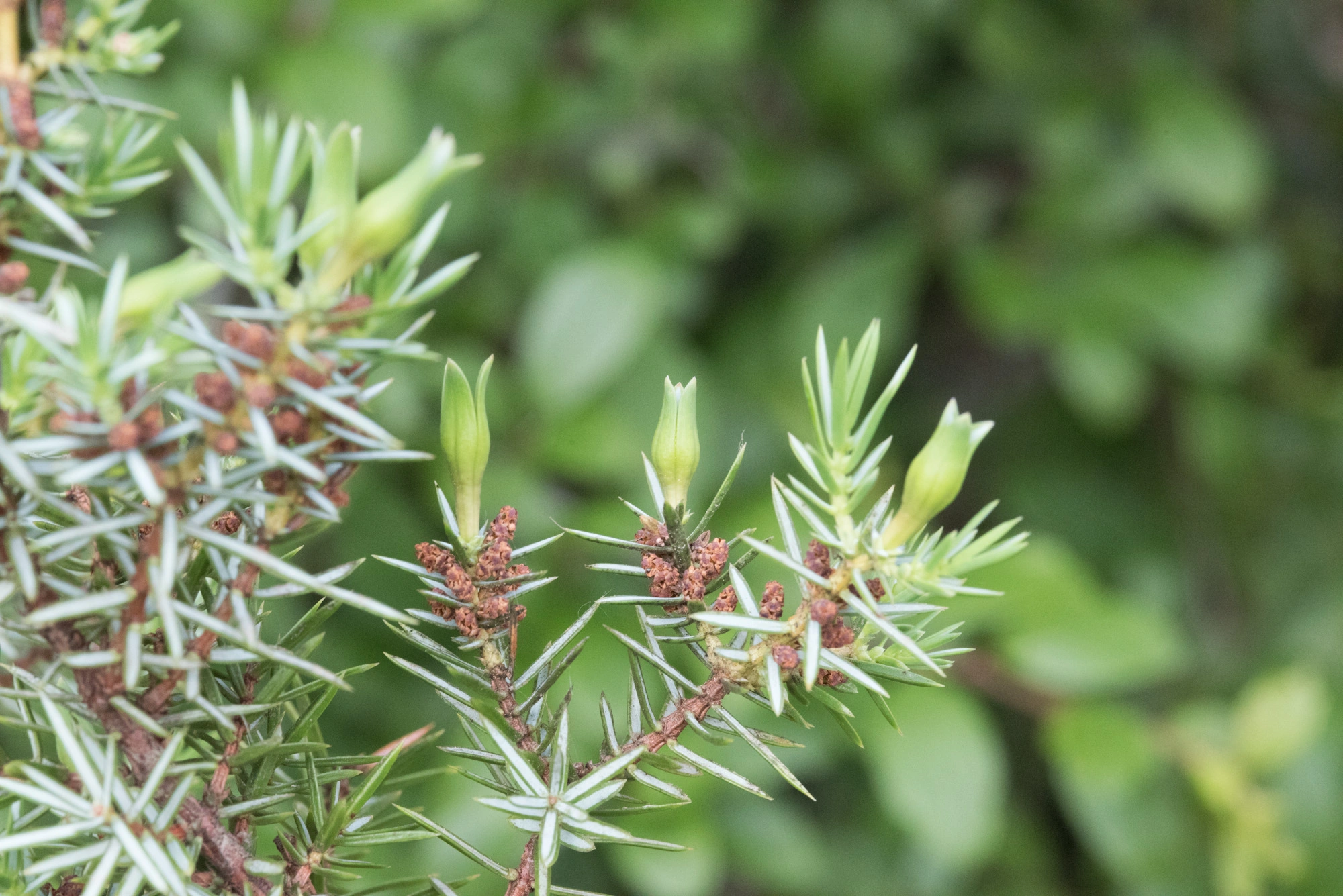 : Juniperus communis. : Oligotrophus juniperinus.