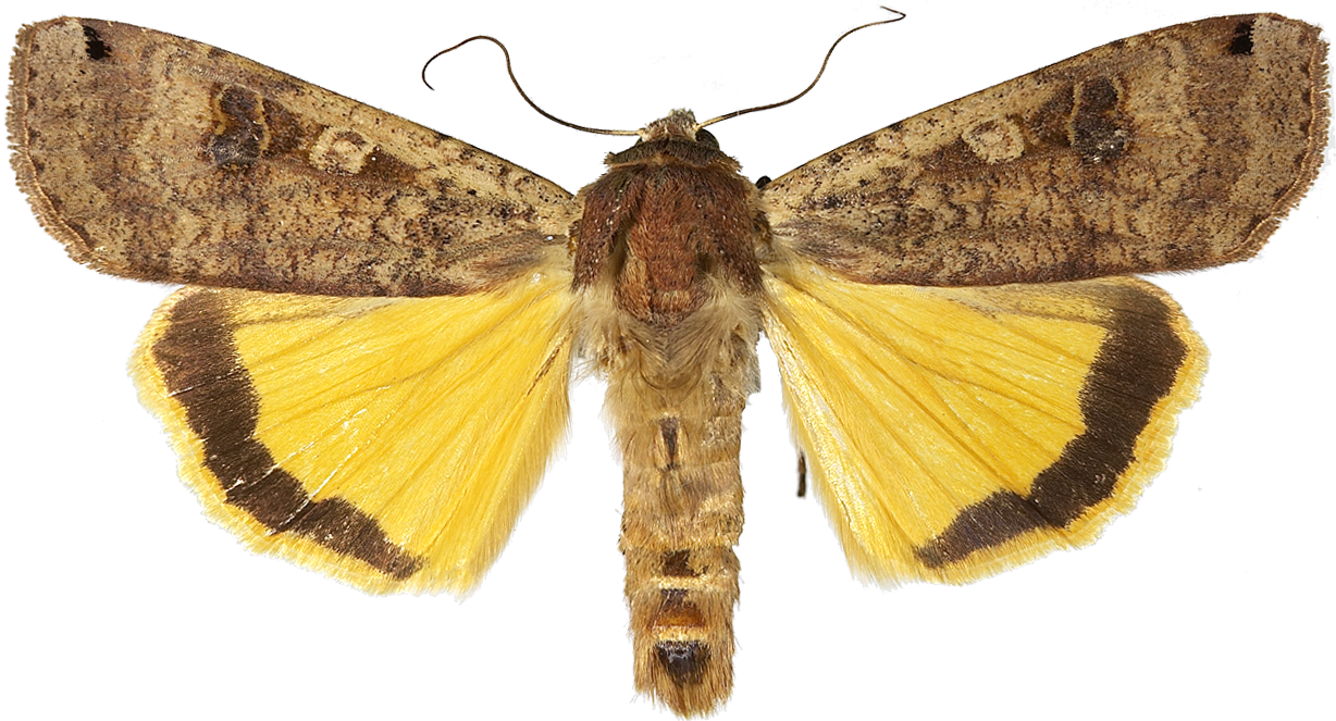 : Noctua pronuba.