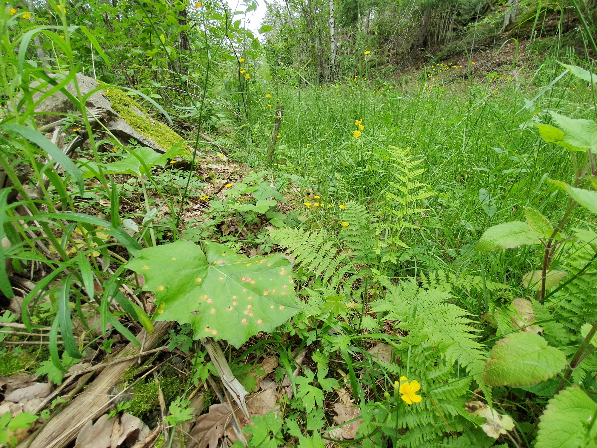 : Tussilago farfara.