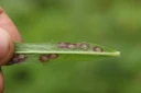 : Cystiphora sanguinea. : Hieracium.