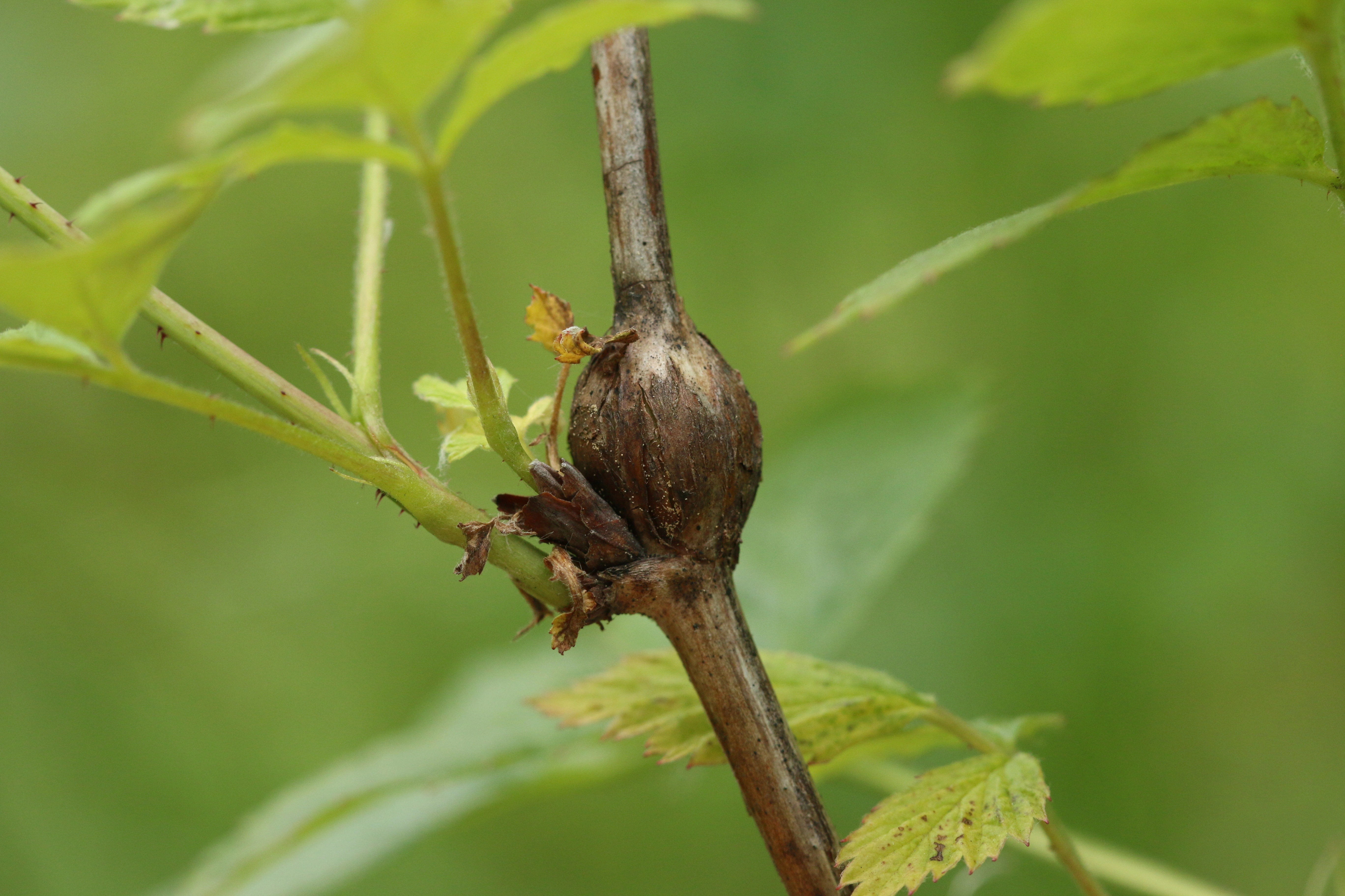 : Lasioptera rubi. : Rubus idaeus.