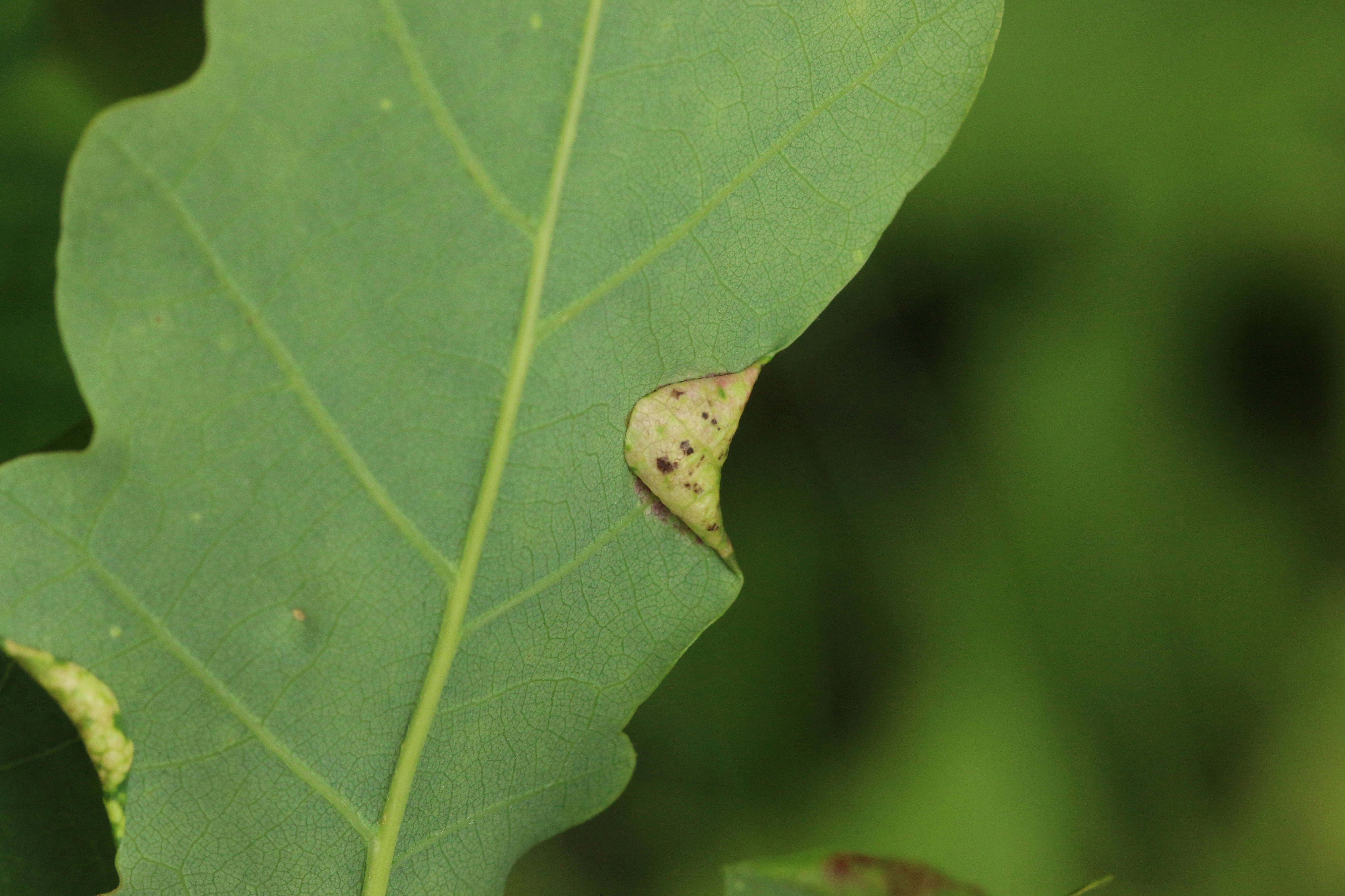 : Macrodiplosis pustularis. : Quercus robur.