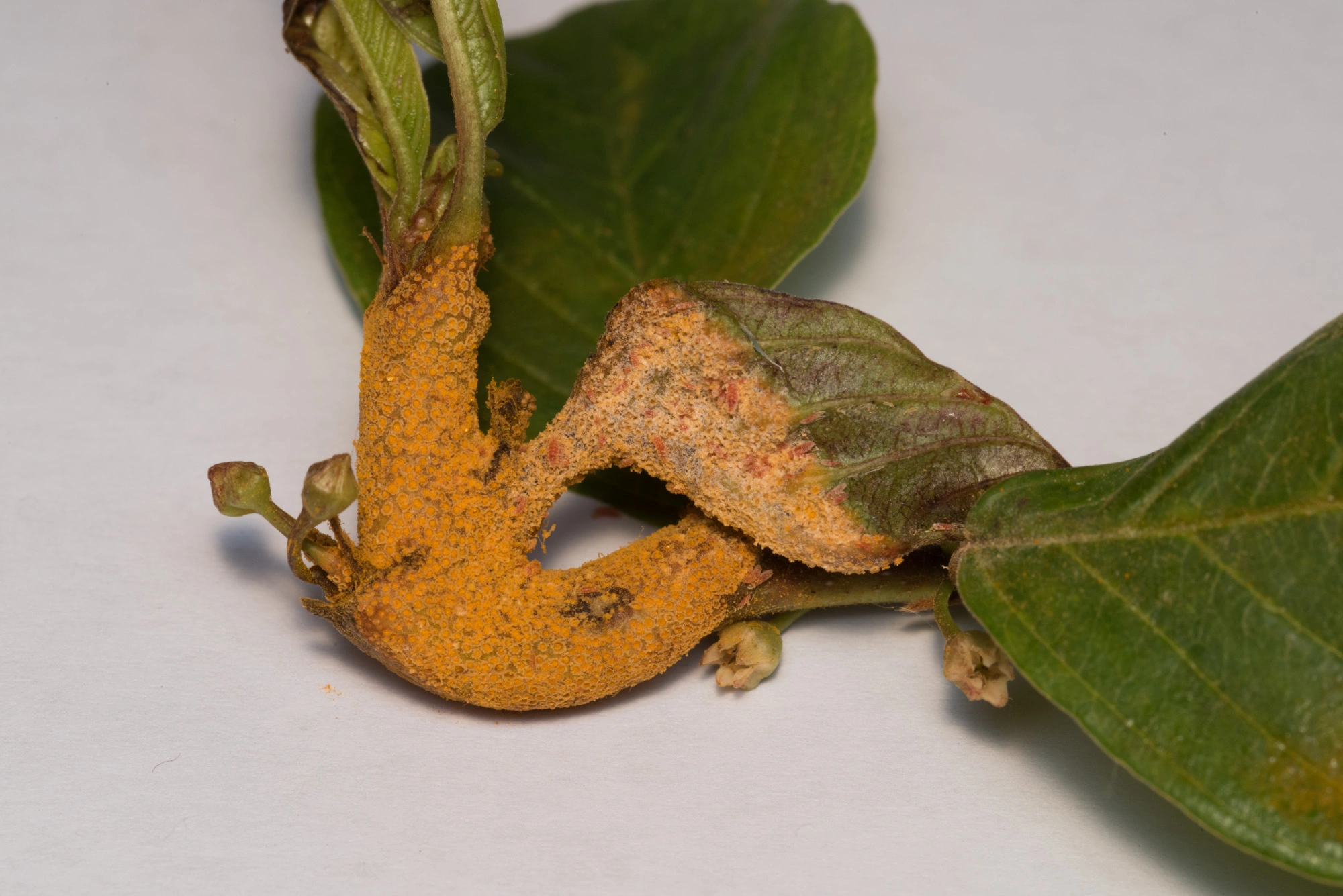 : Frangula alnus. : Mycodiplosis.