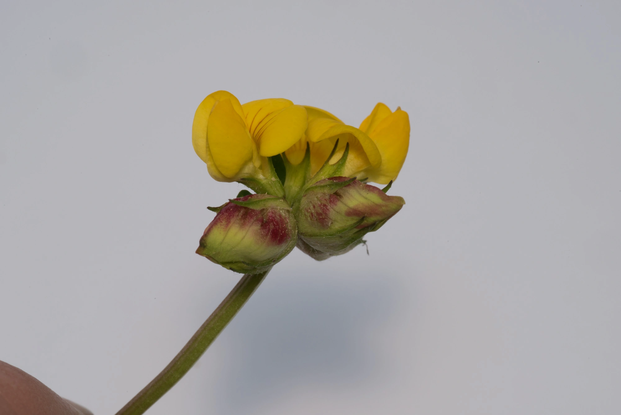 : Lotus corniculatus. : Contarinia loti.