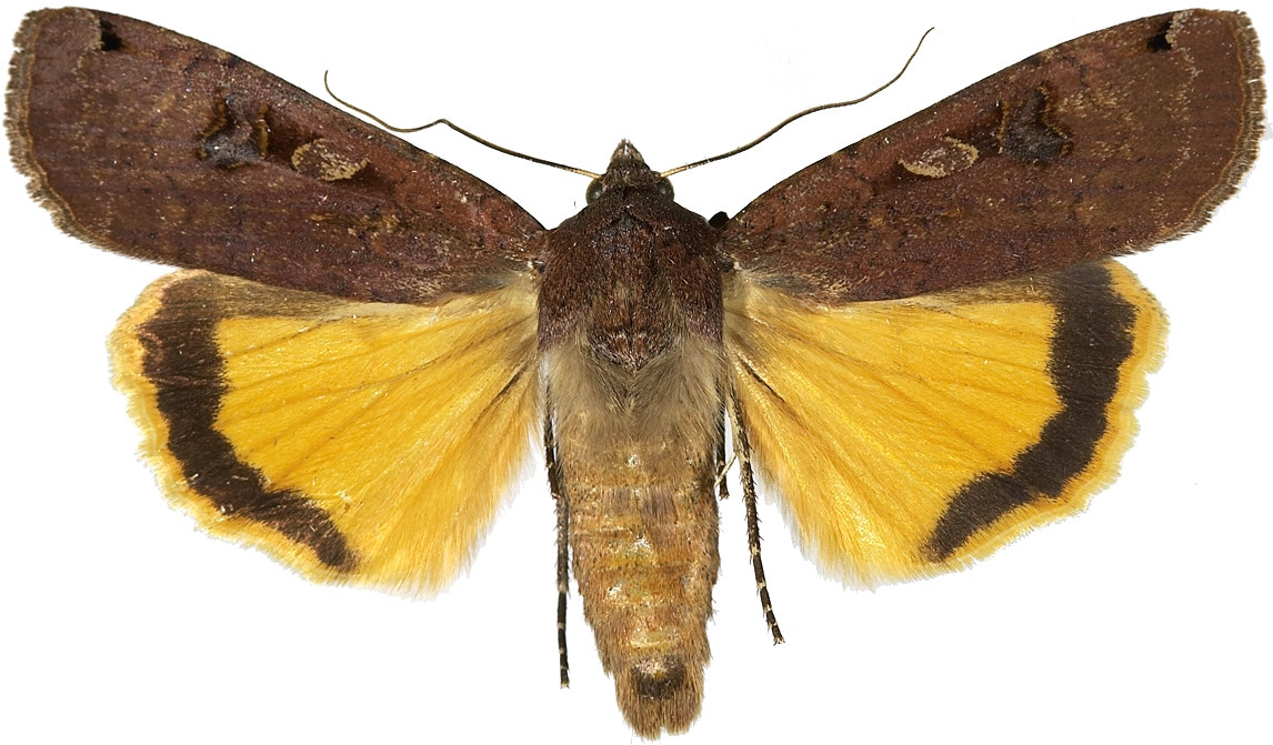 : Noctua pronuba.