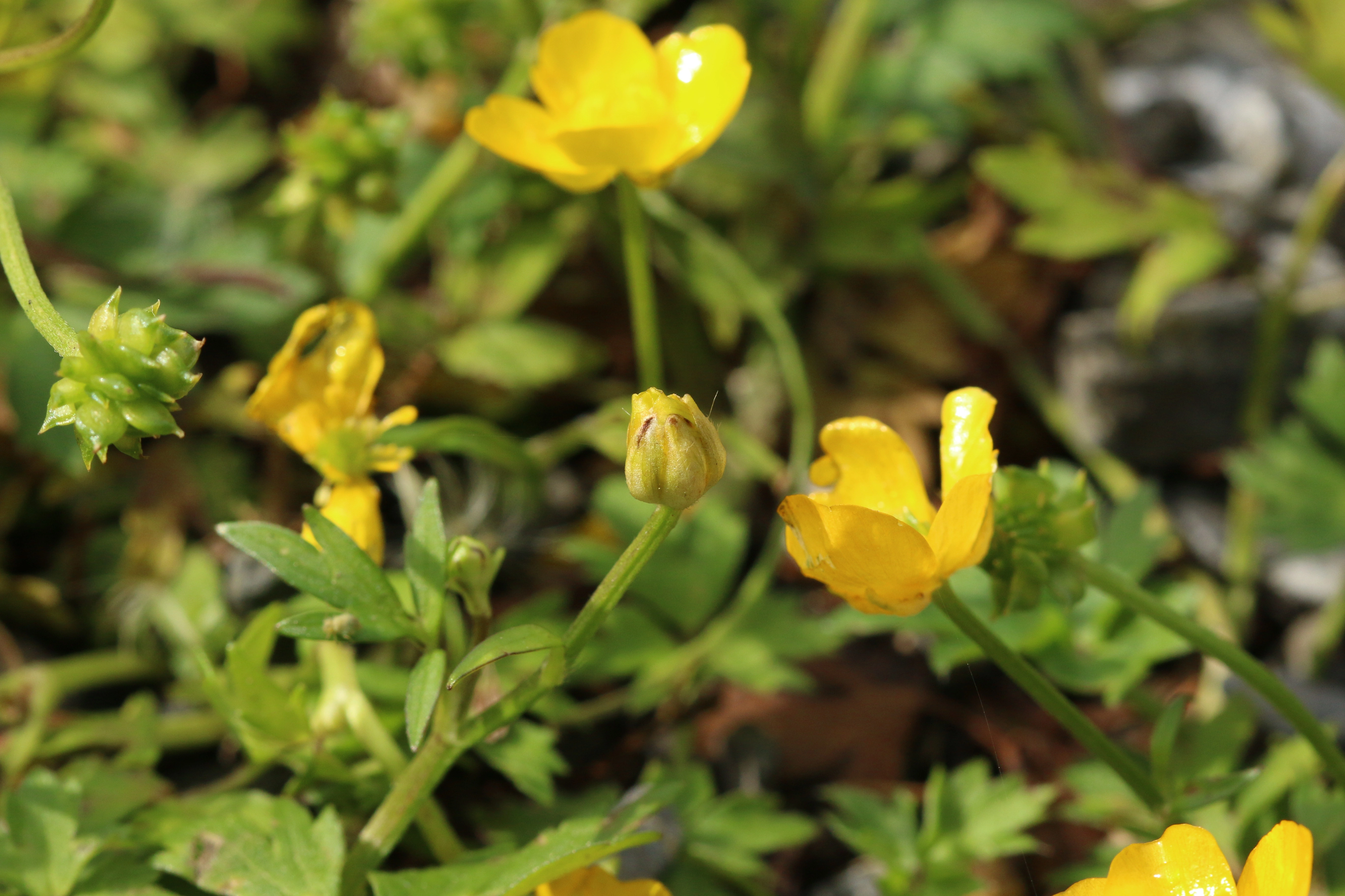 : Dasineura traili. : Ranunculus acris.