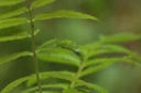 : Sorbus aucuparia. : Contarinia sorbi.