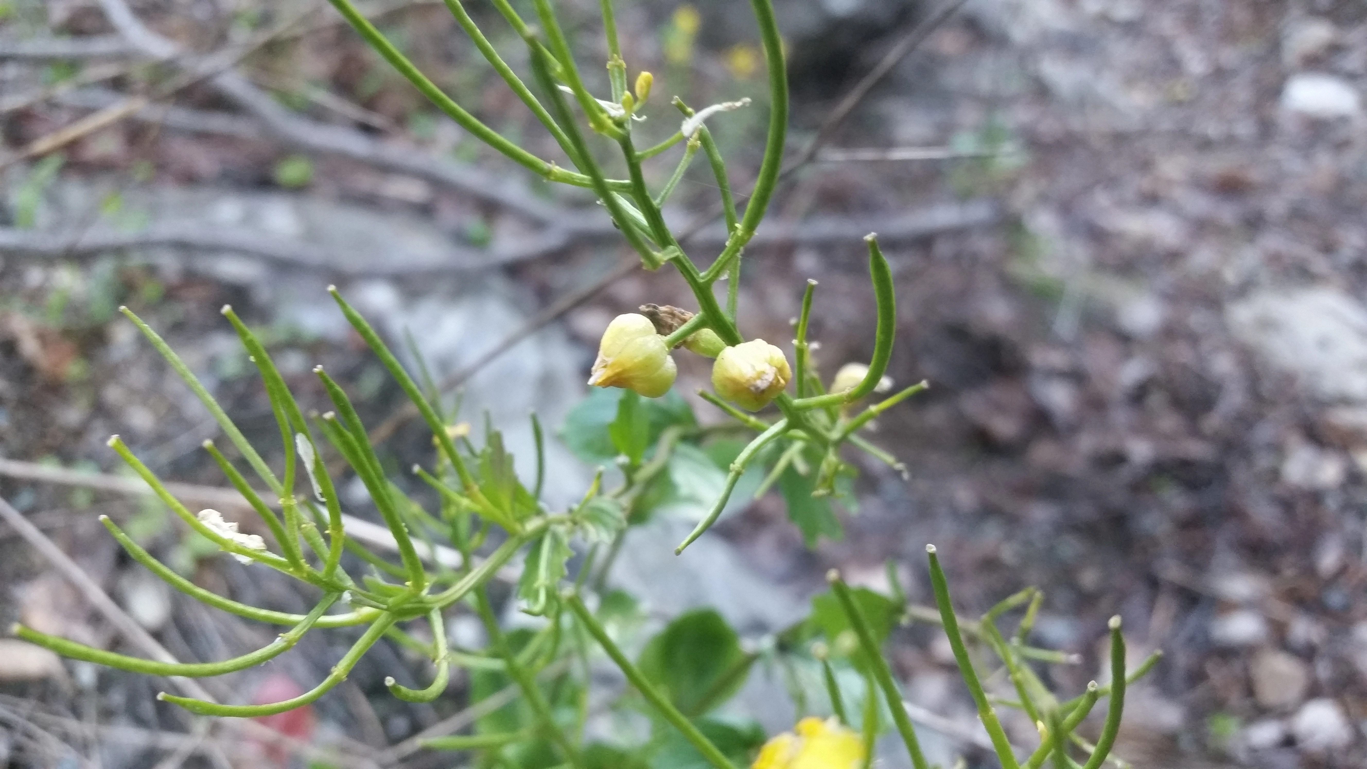 : Dasineura sisymbrii. : Barbarea vulgaris.