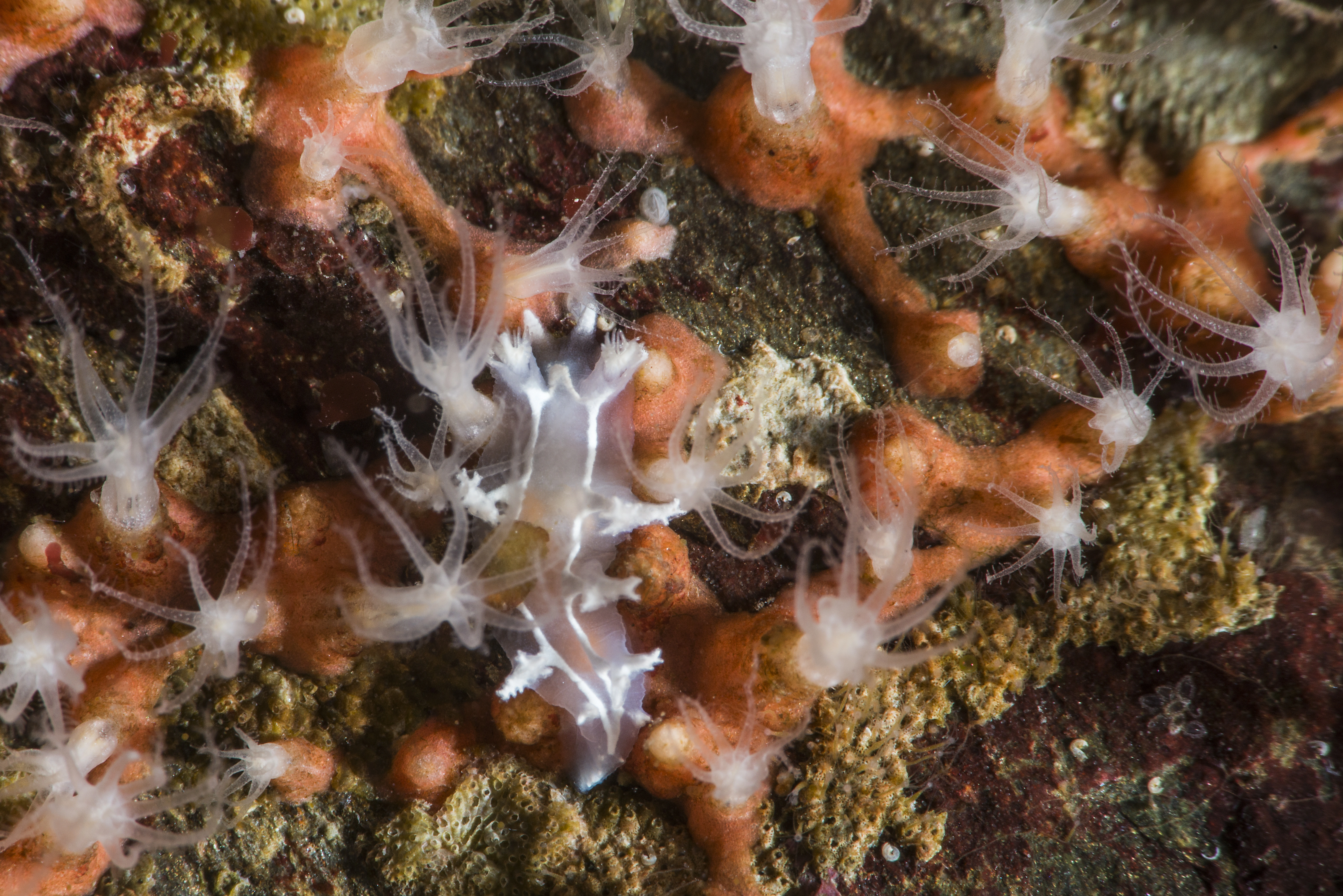 : Candiella lineata.