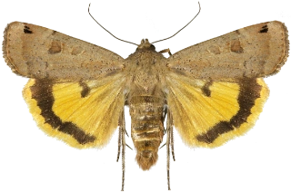 plettbåndfly