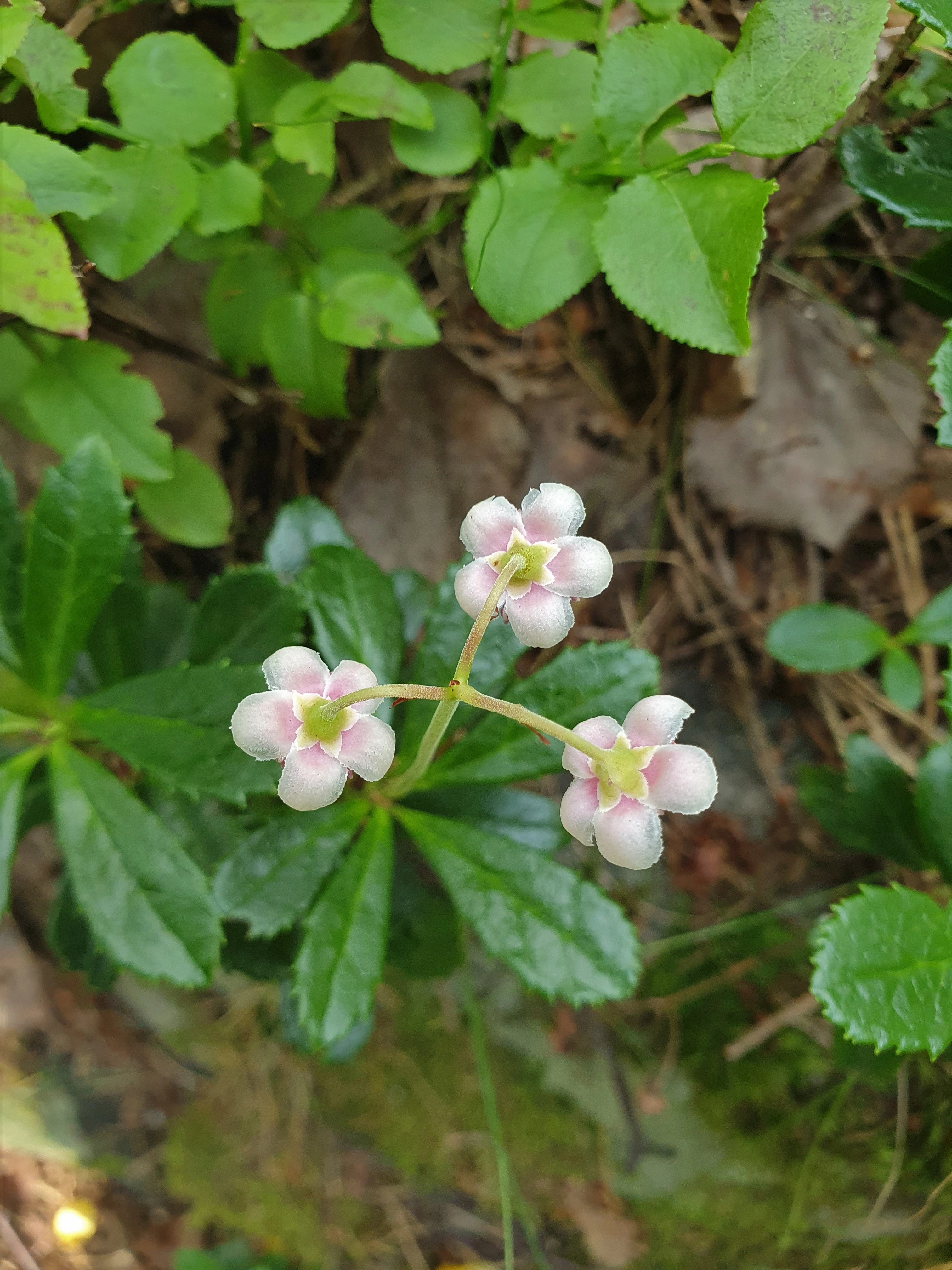 : Chimaphila umbellata.