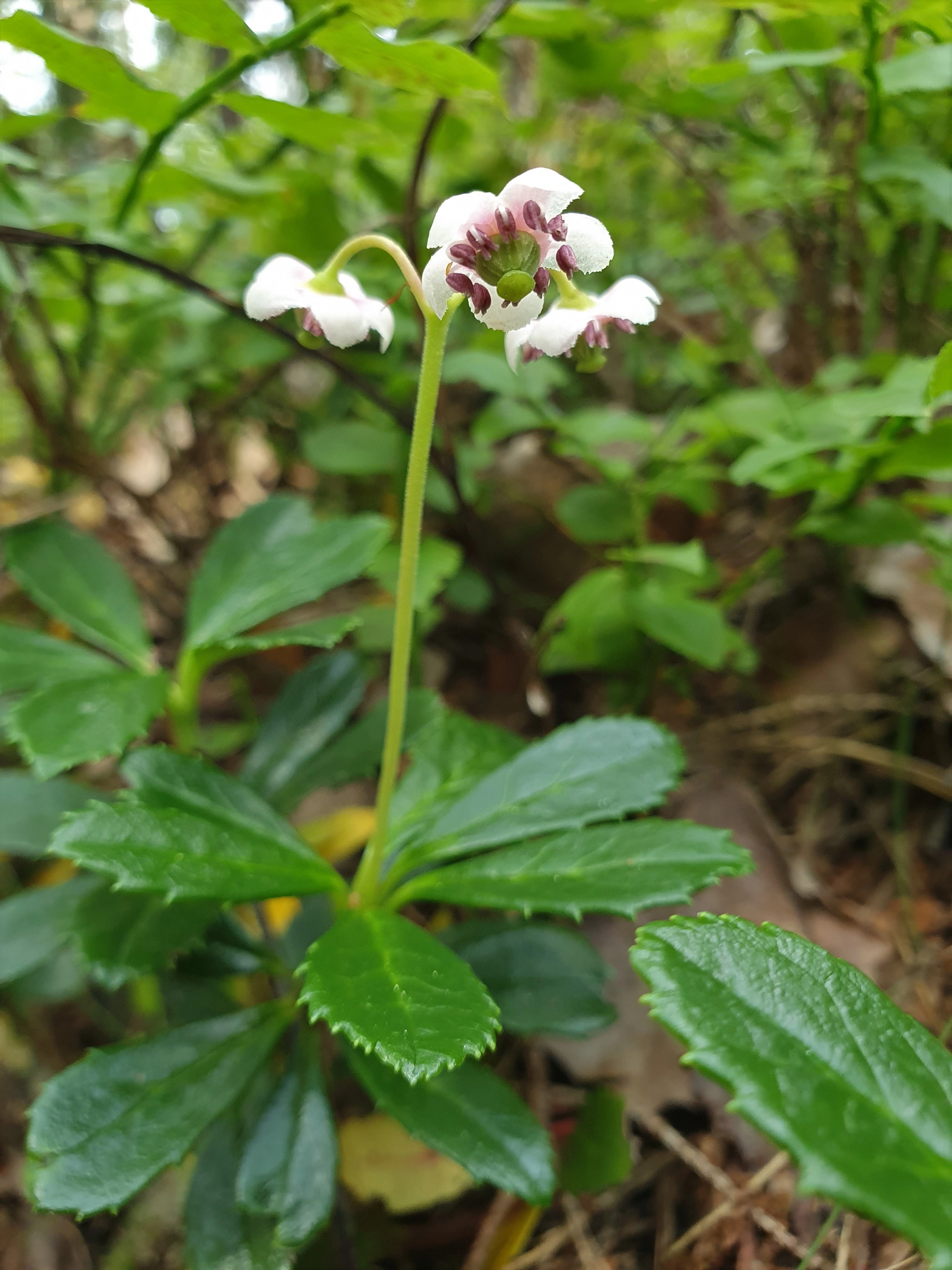 : Chimaphila umbellata.