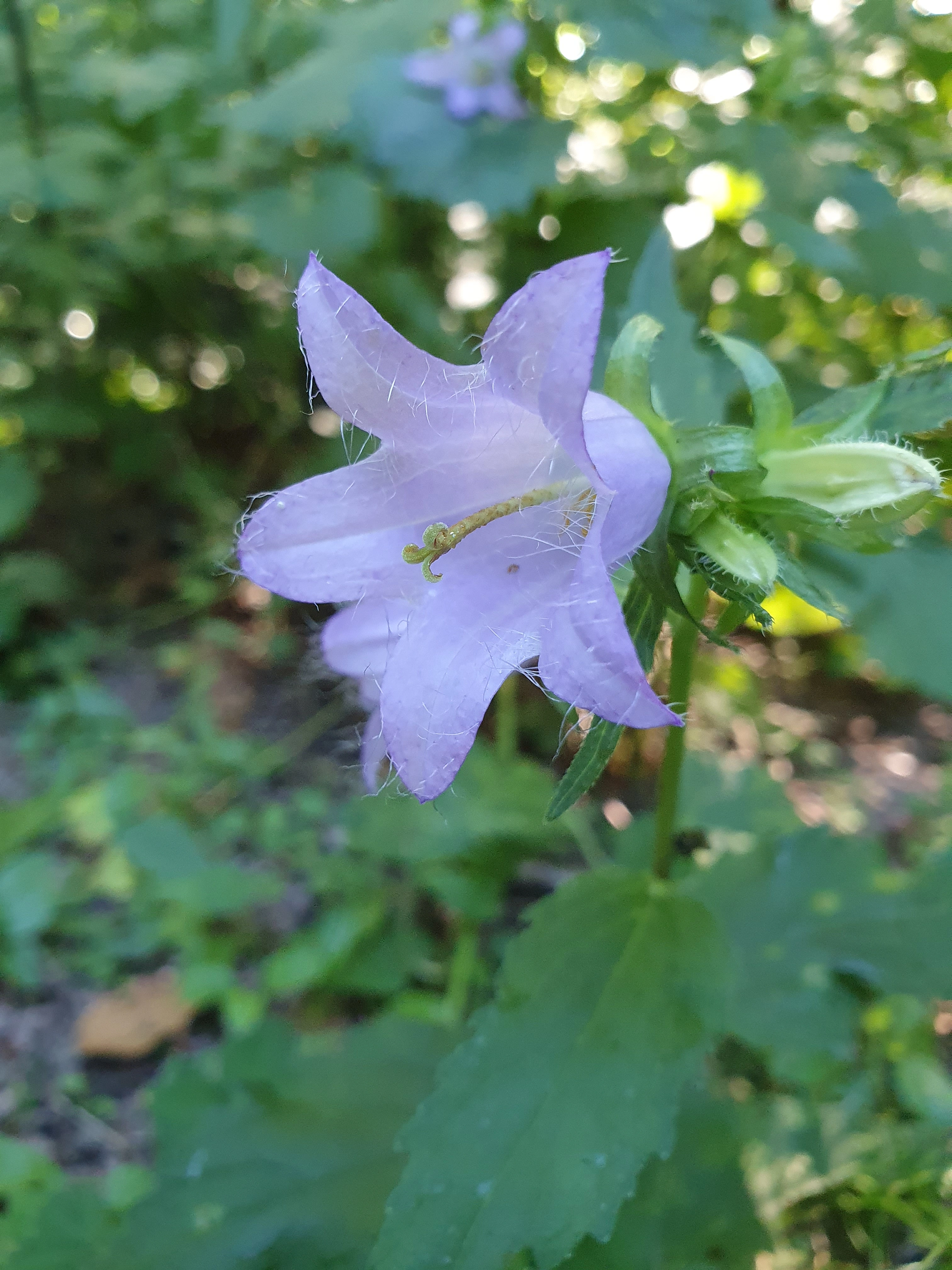 : Campanula trachelium.