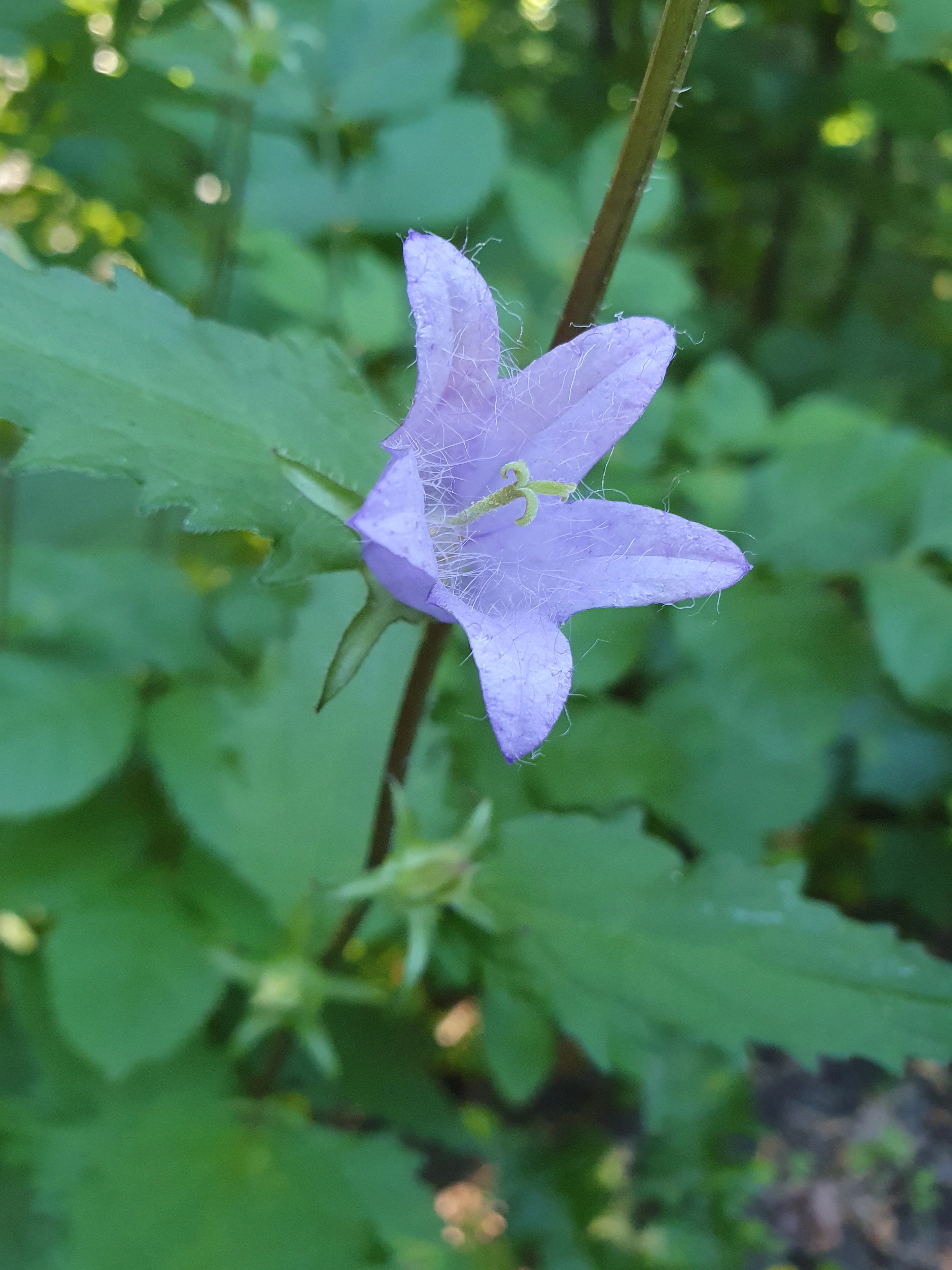 : Campanula trachelium.