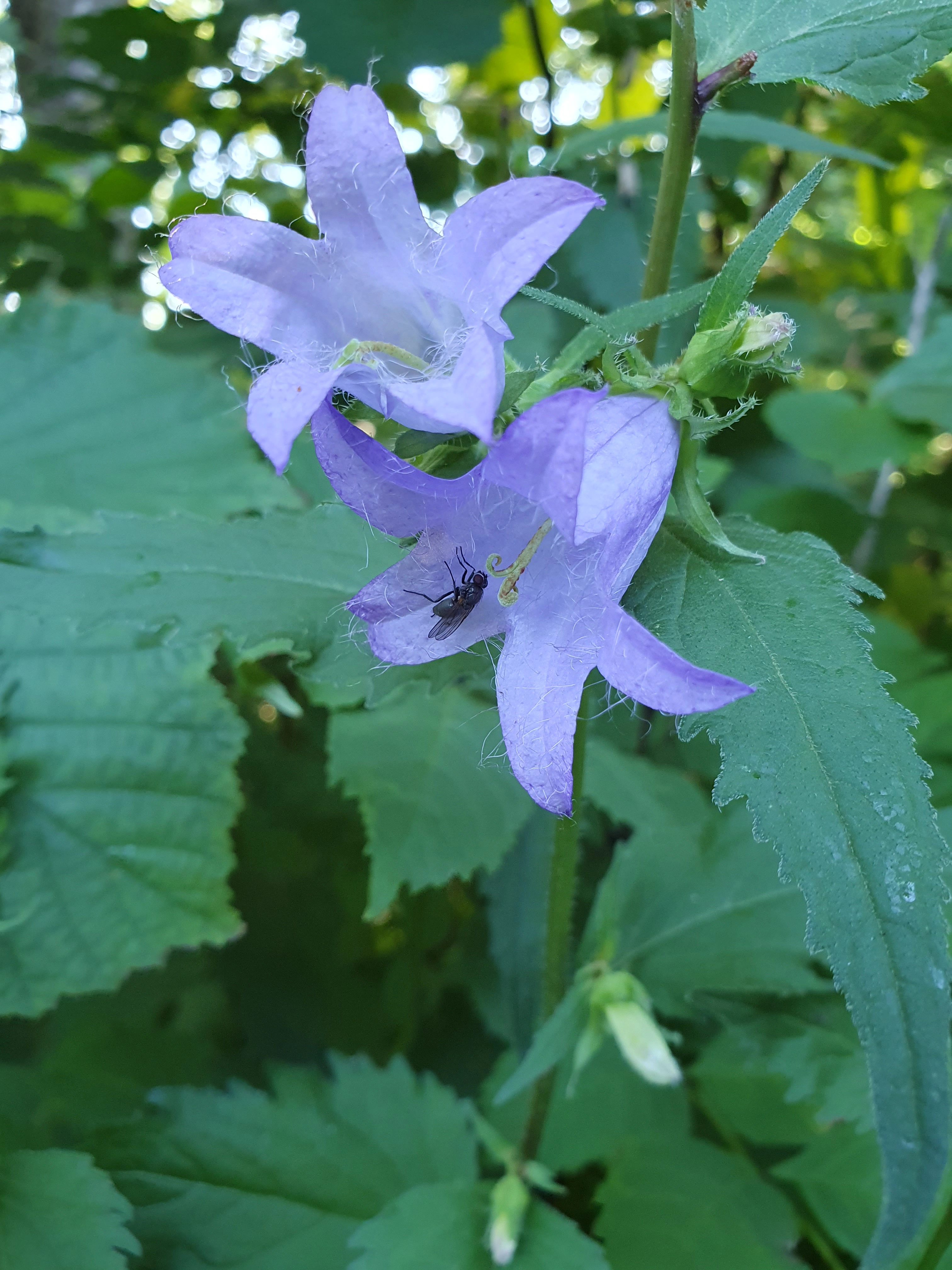 : Campanula trachelium.