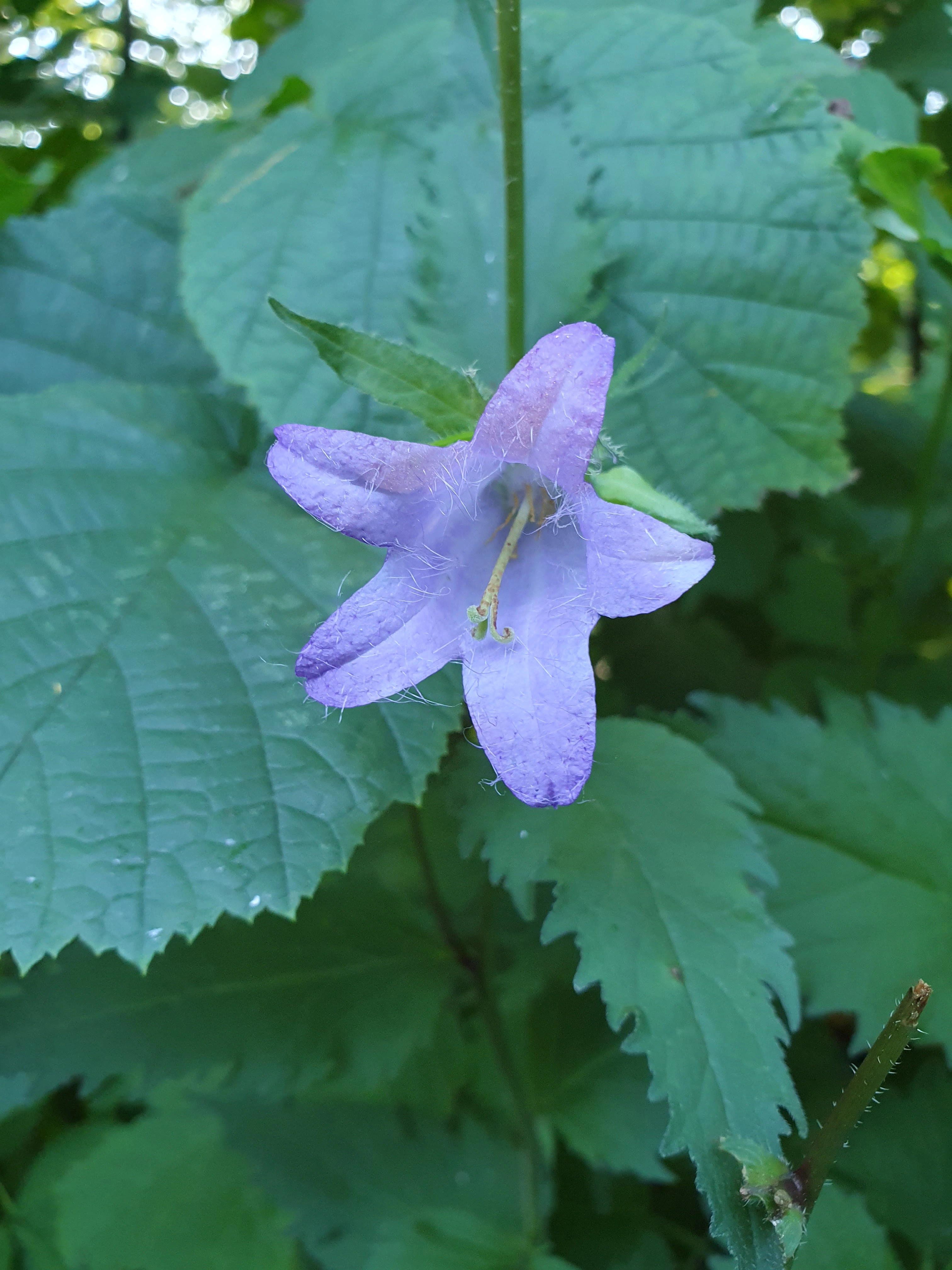 : Campanula trachelium.