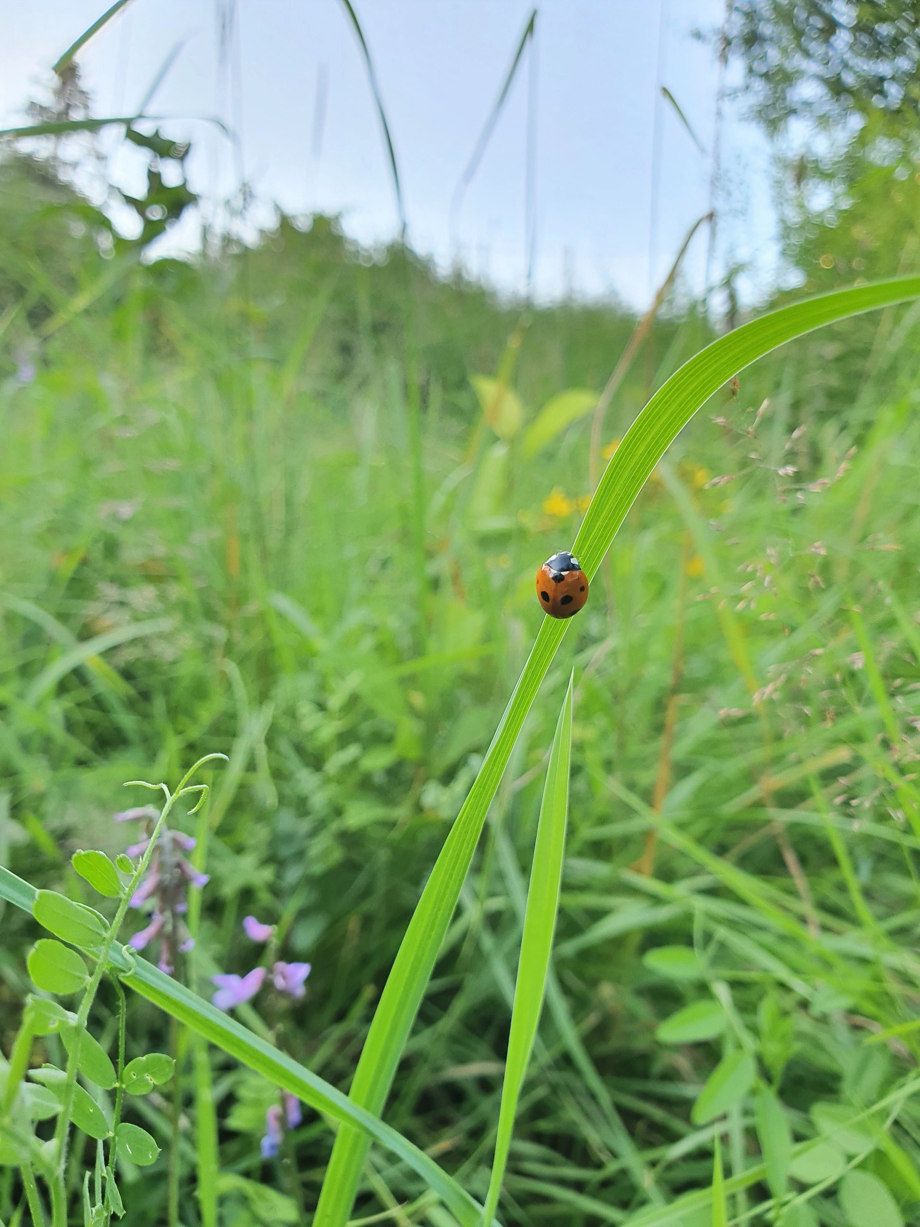 : Coccinella septempunctata.