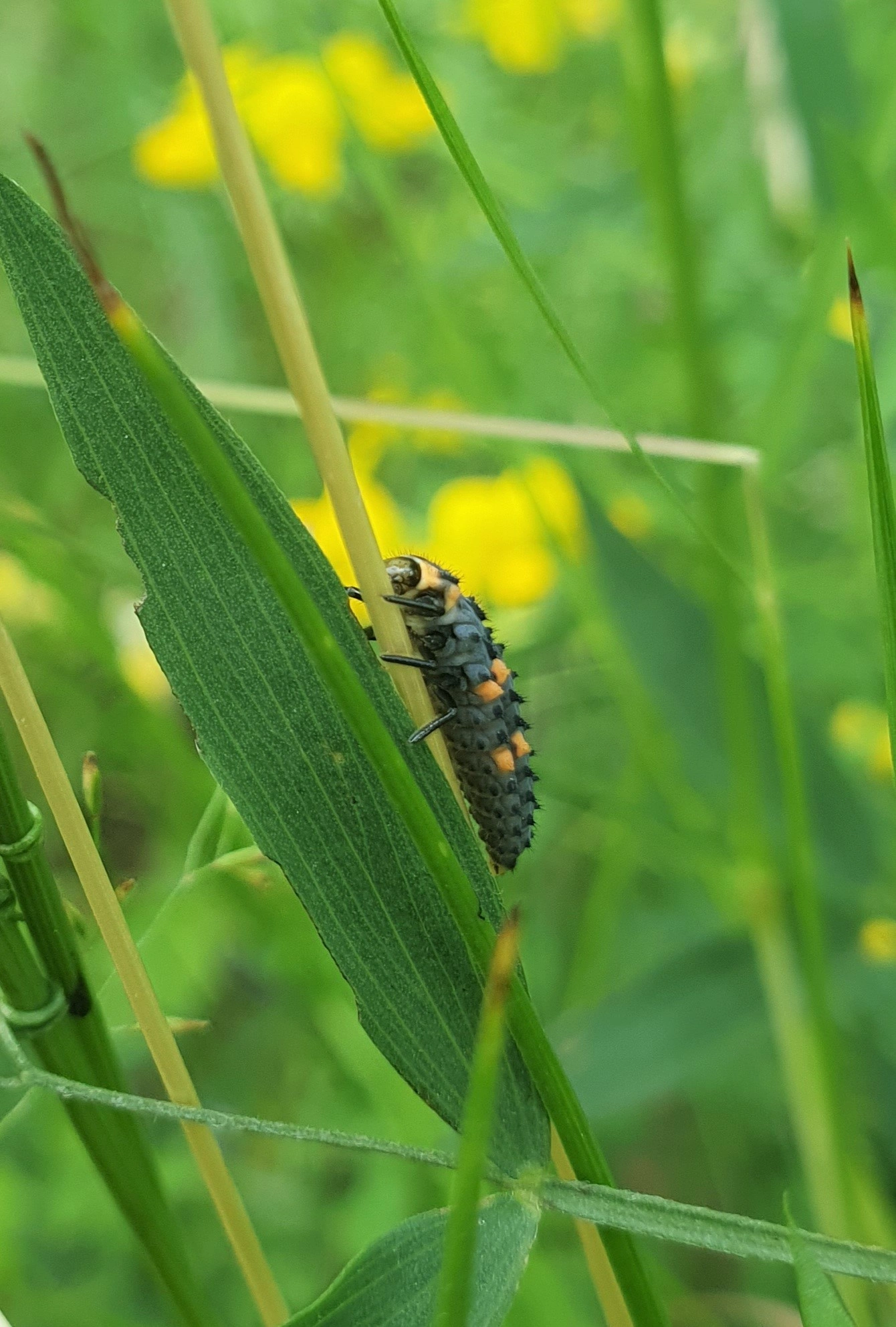 : Coccinella septempunctata.