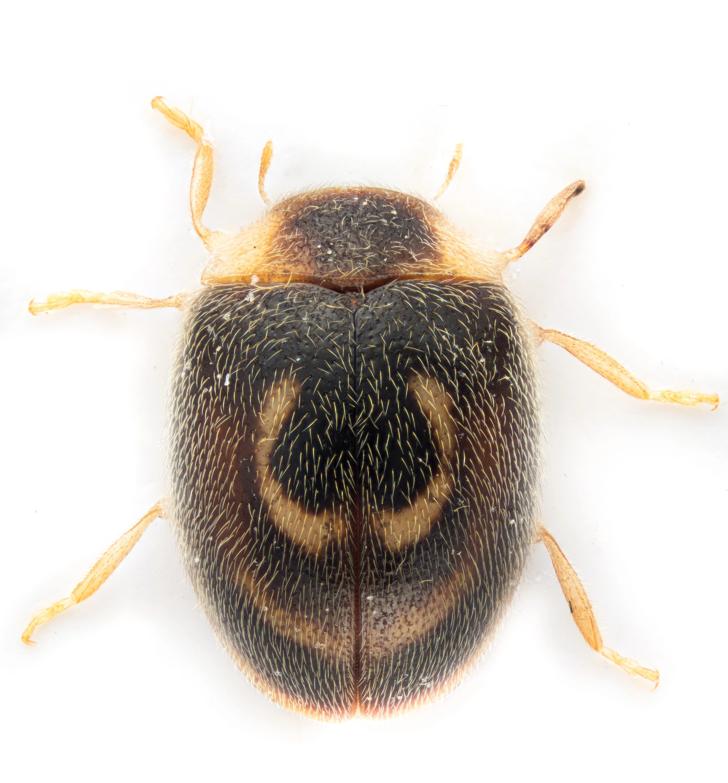 : Clitostethus arcuatus.