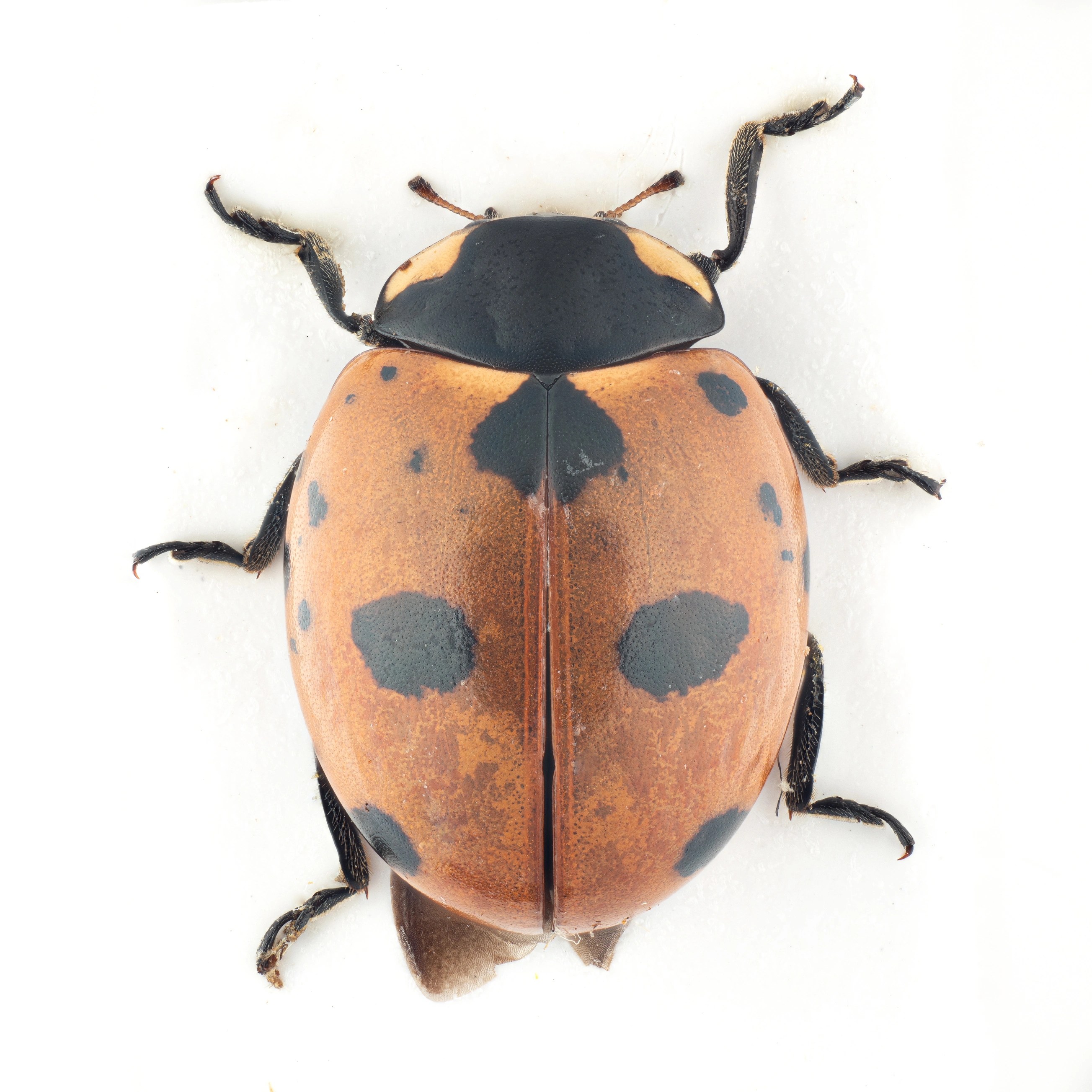 : Coccinella magnifica.