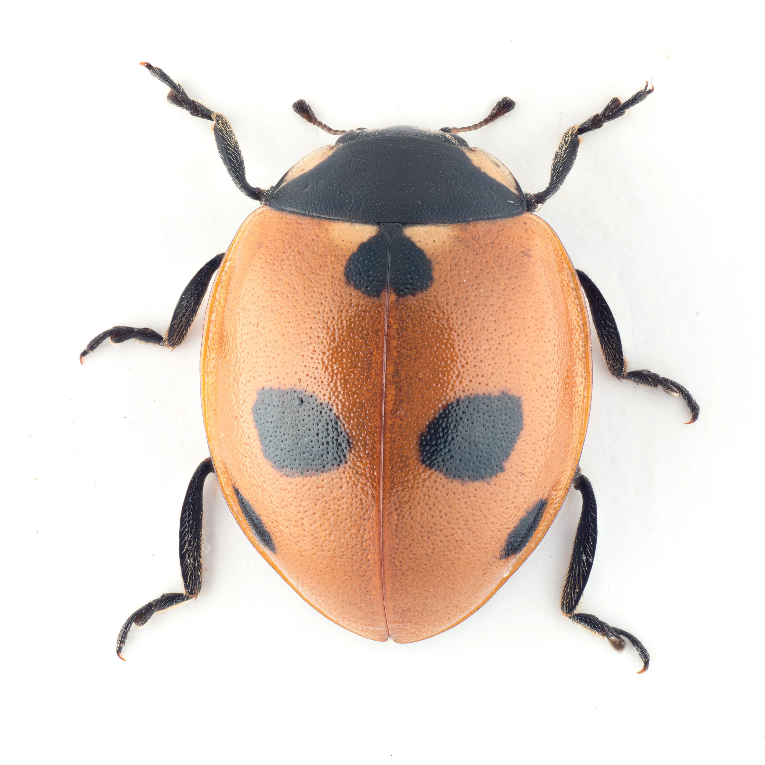 : Coccinella quinquepunctata.