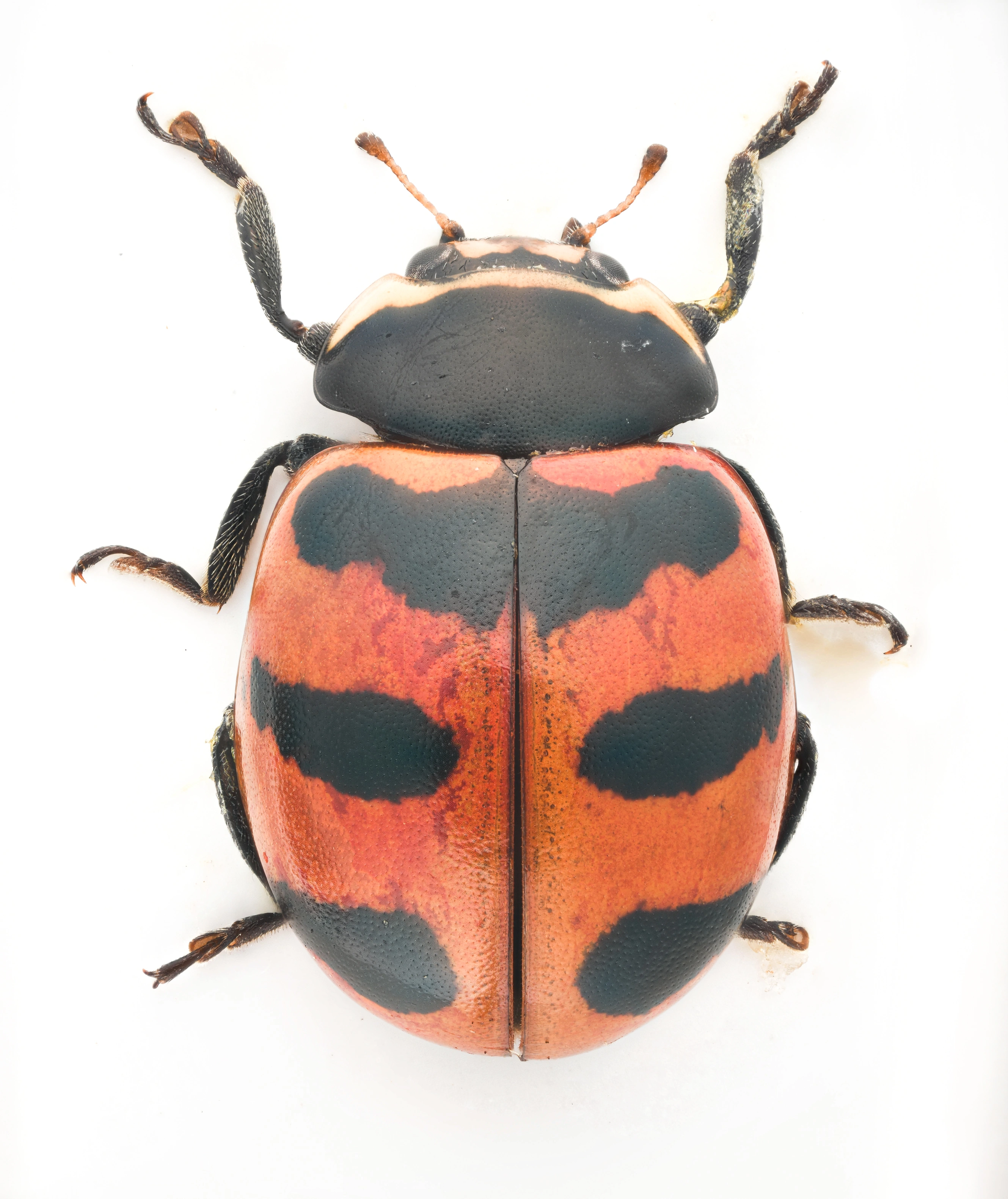 : Coccinella trifasciata.