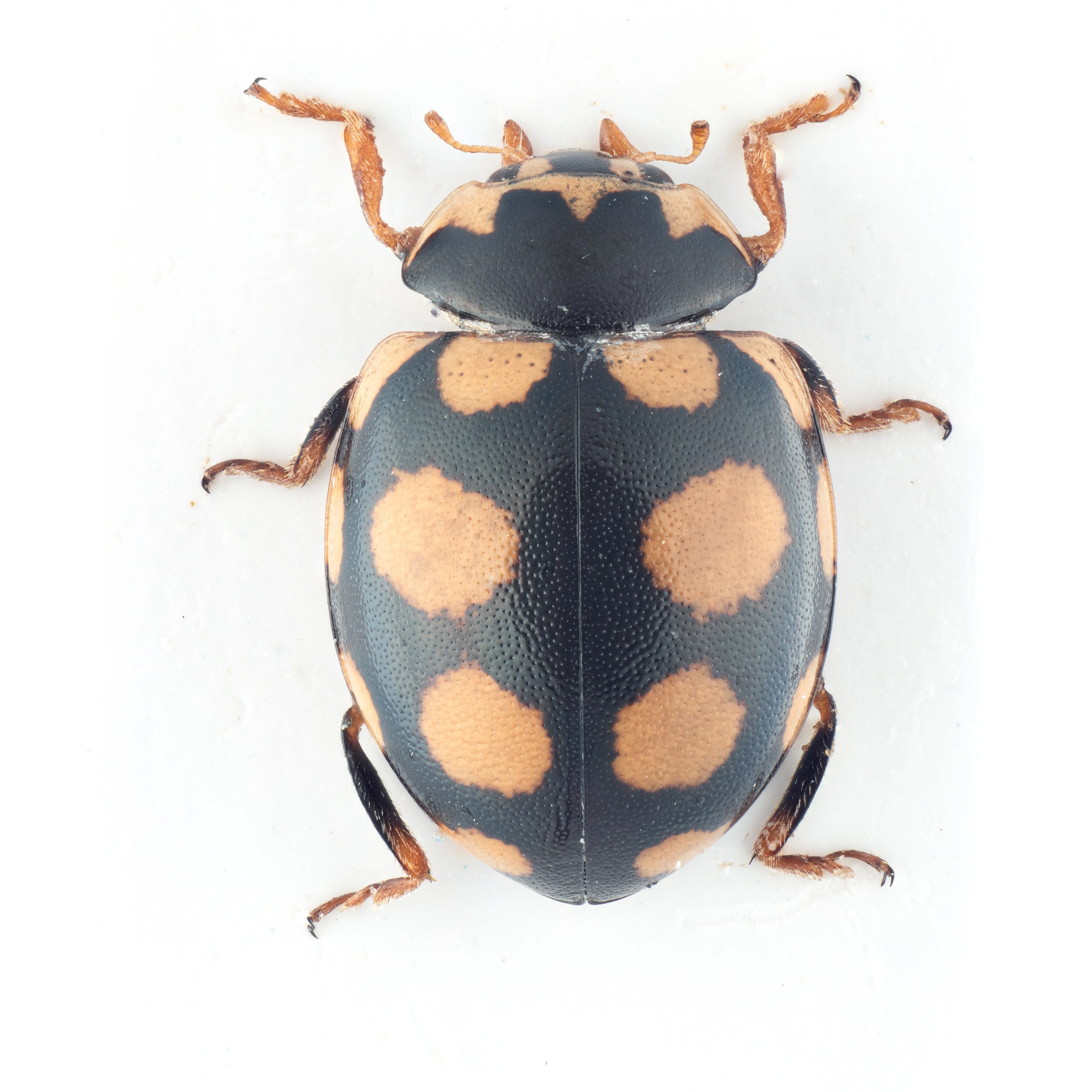 : Coccinula quatuordecimpustulata.