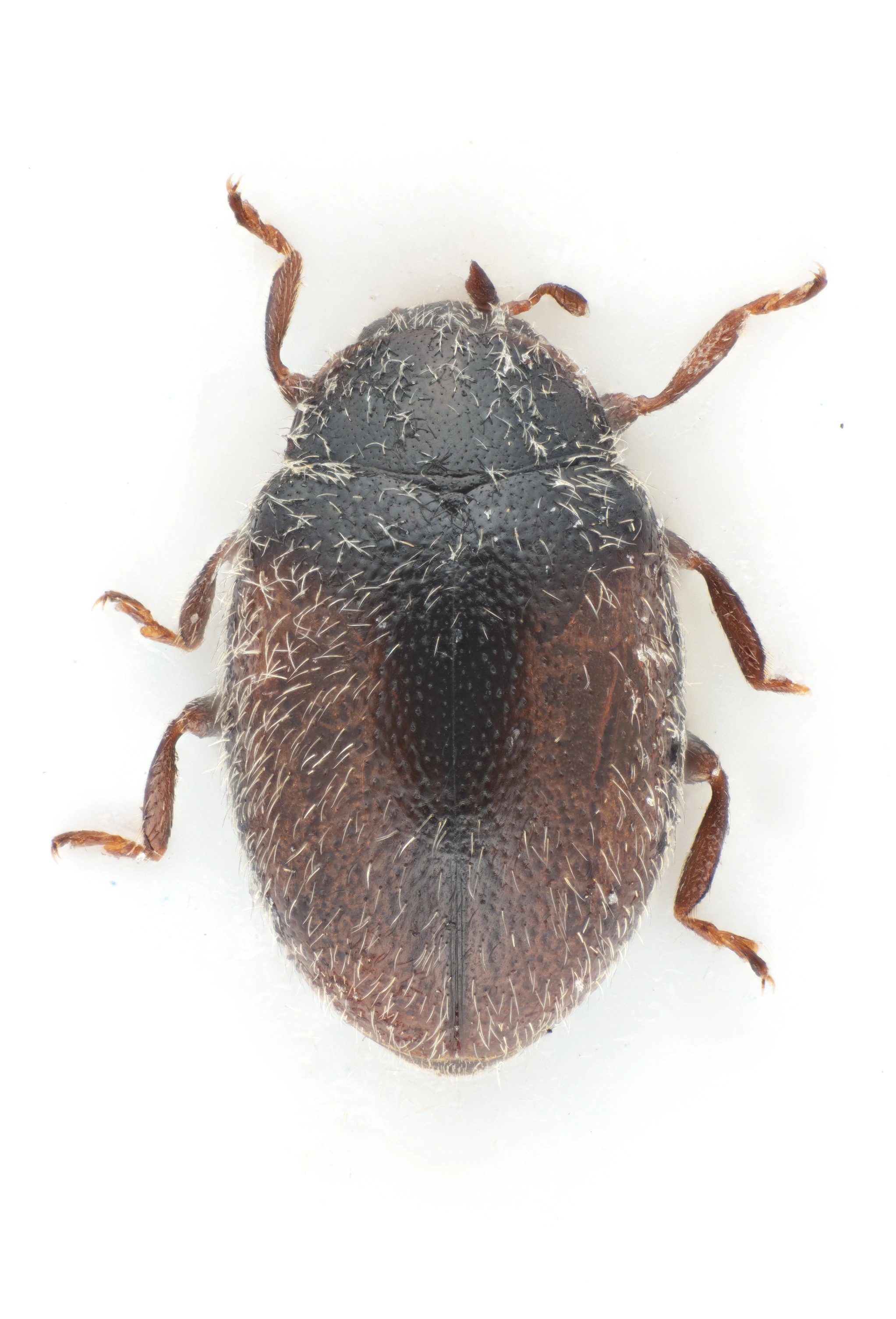 : Scymnus (Pullus) suturalis.