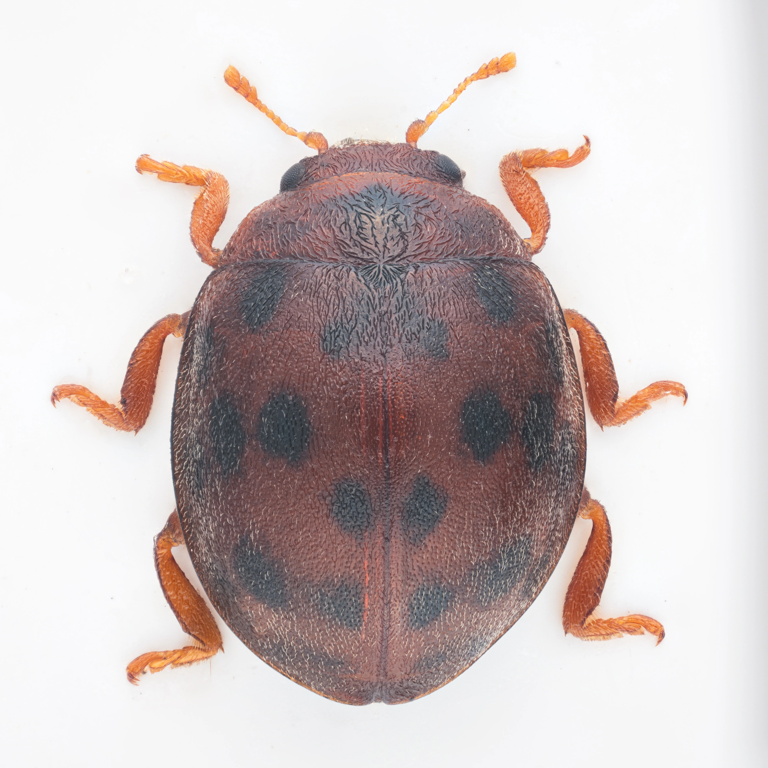 : Subcoccinella vigintiquatuorpunctata.