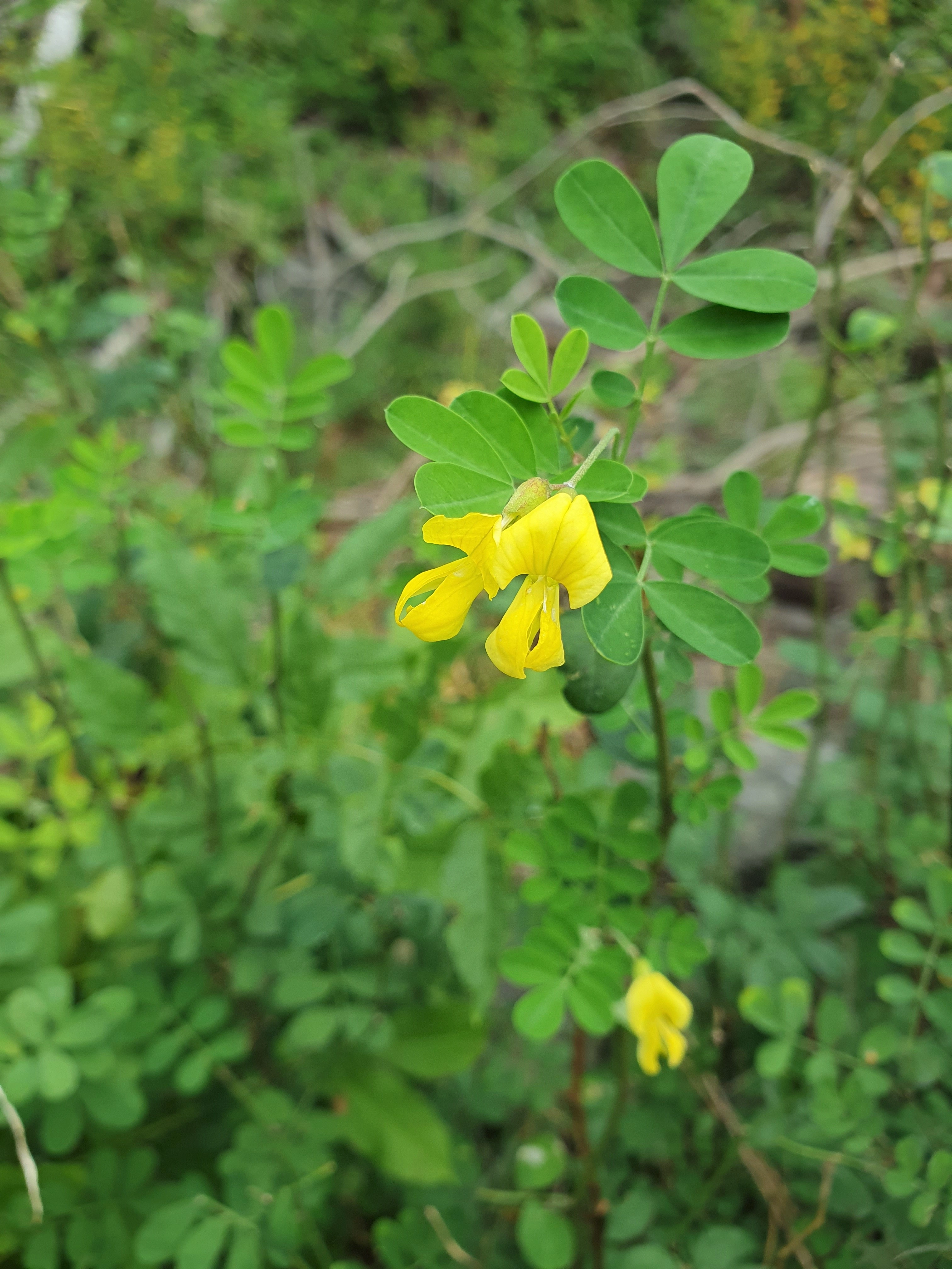 : Hippocrepis emerus.