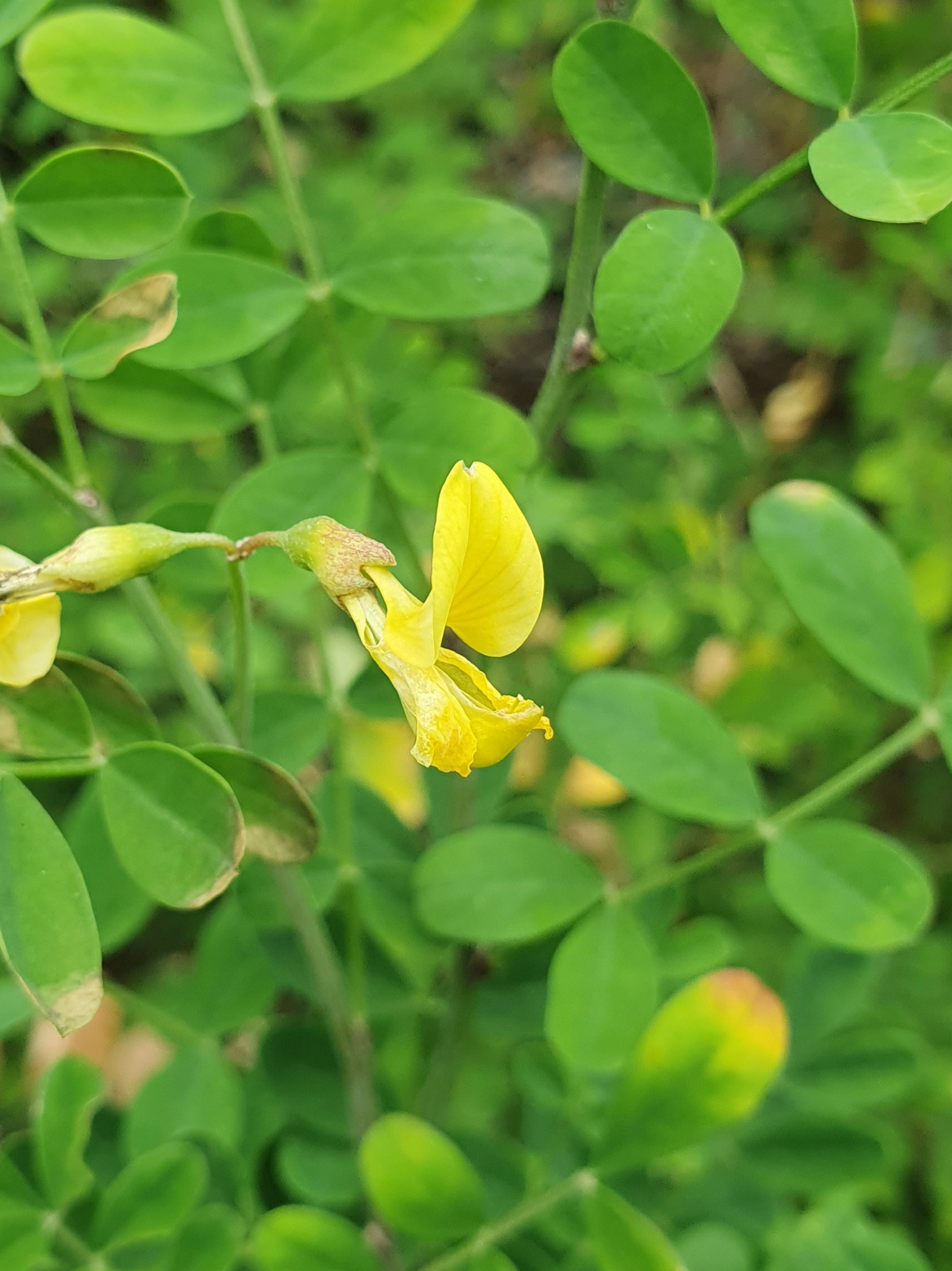 : Hippocrepis emerus.