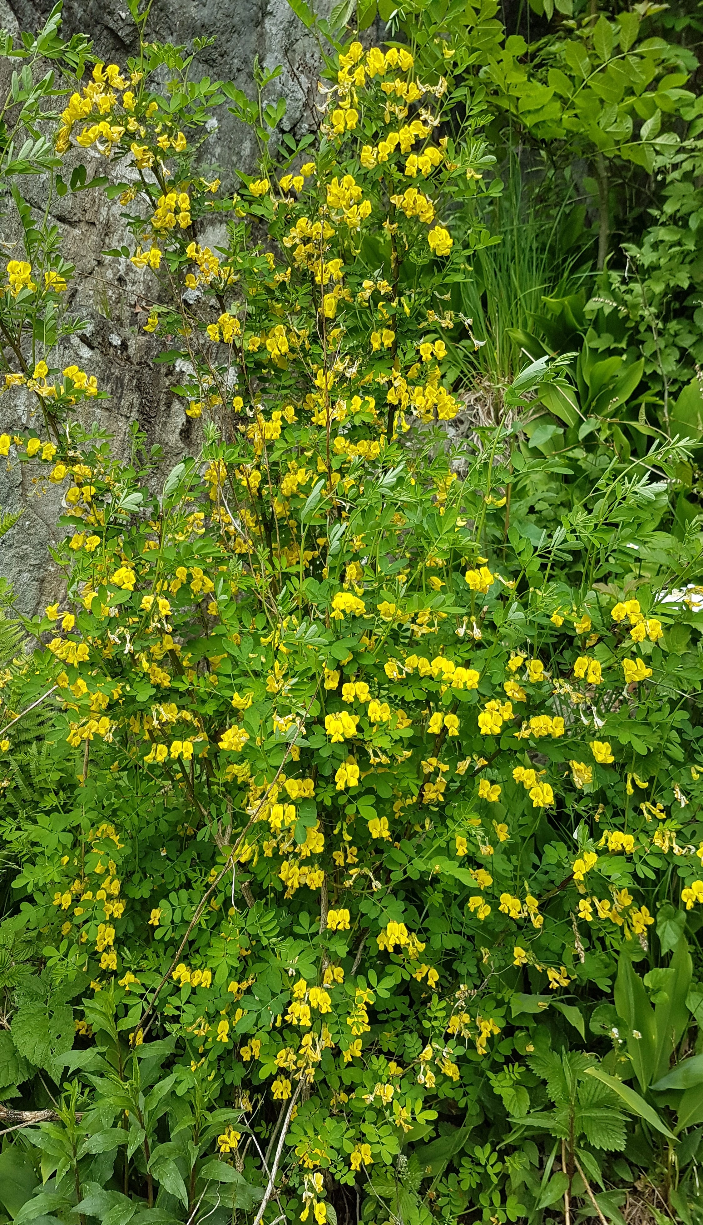 : Hippocrepis emerus.