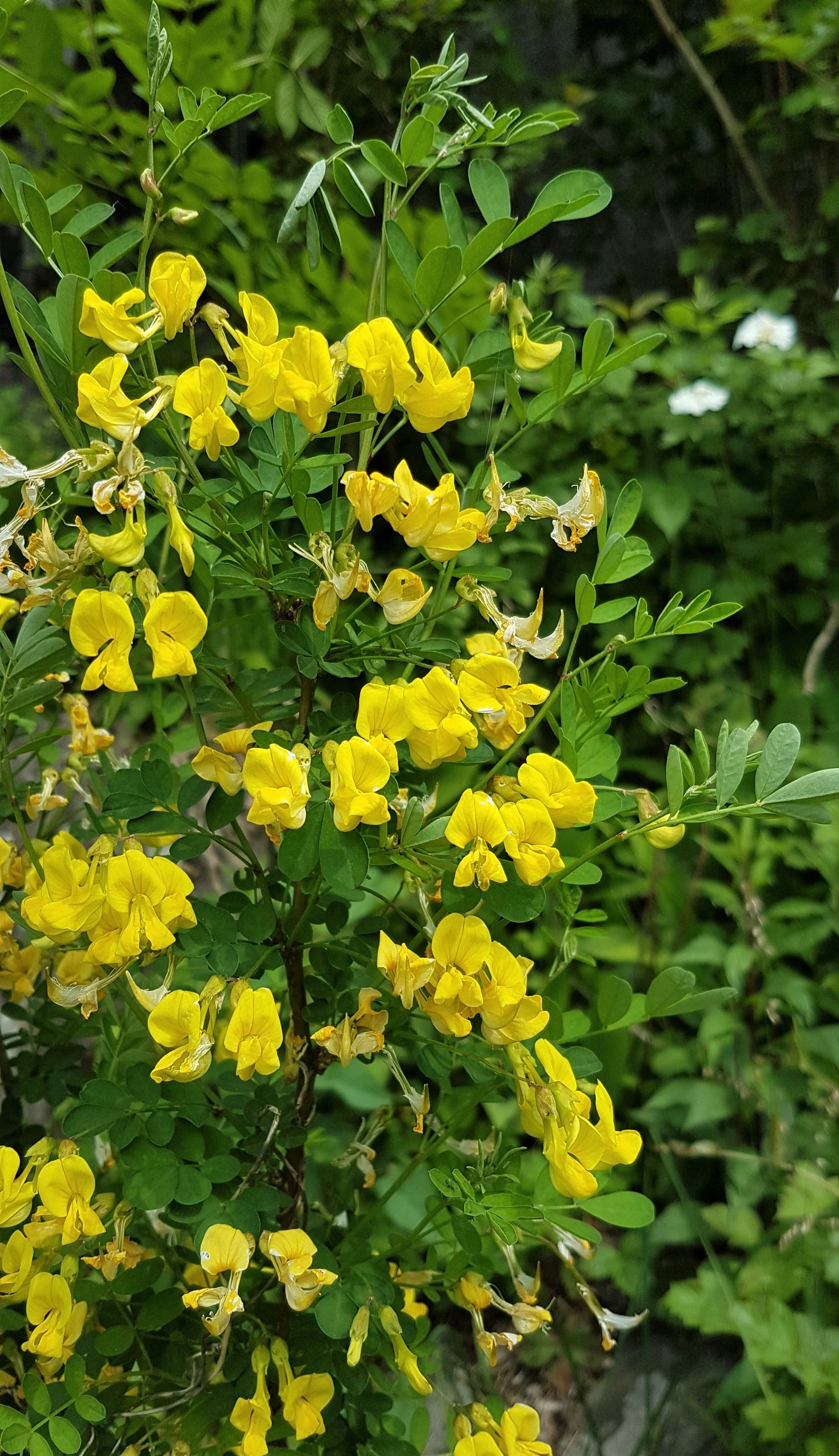 : Hippocrepis emerus.