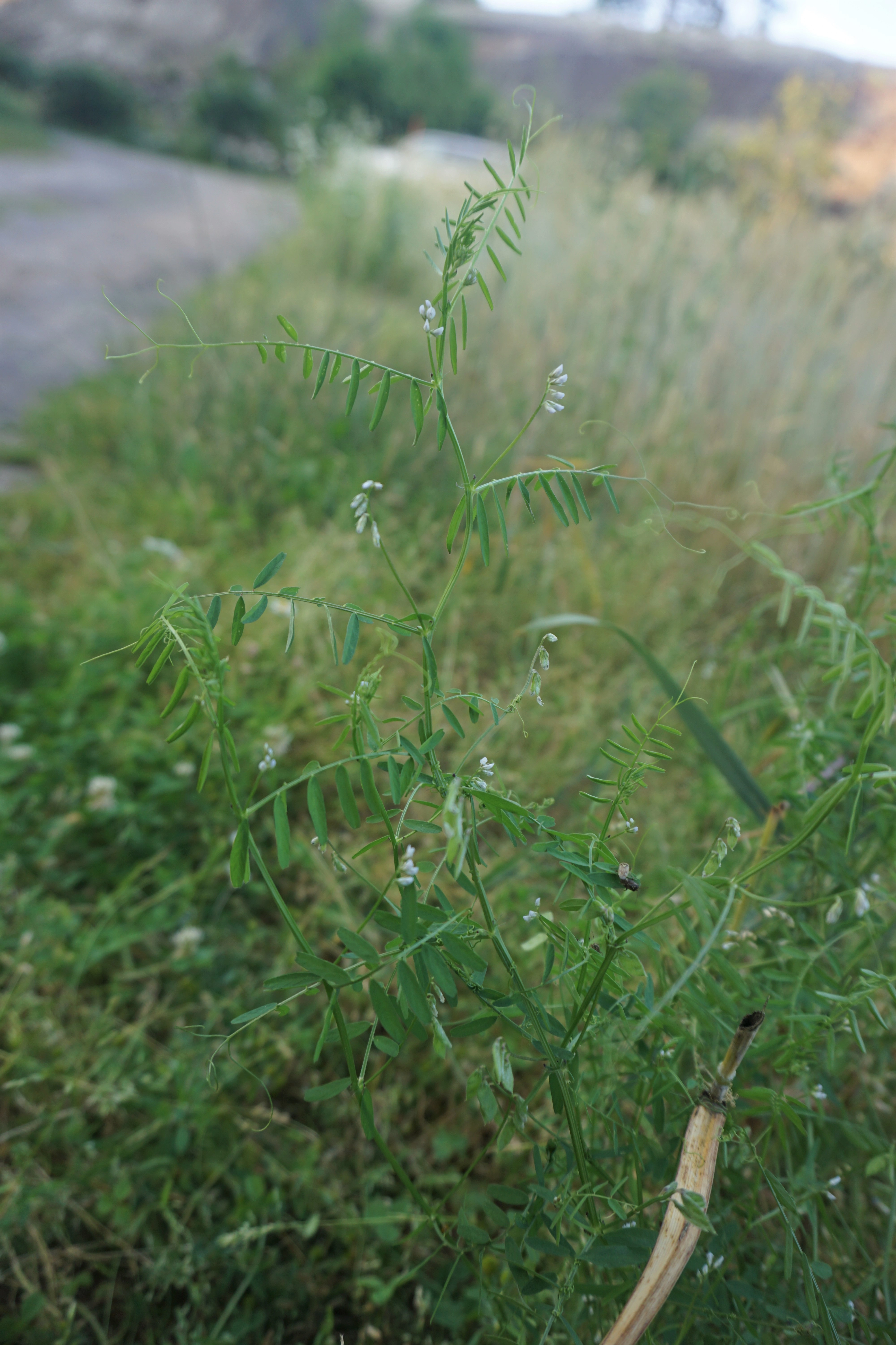 : Vicia hirsuta.