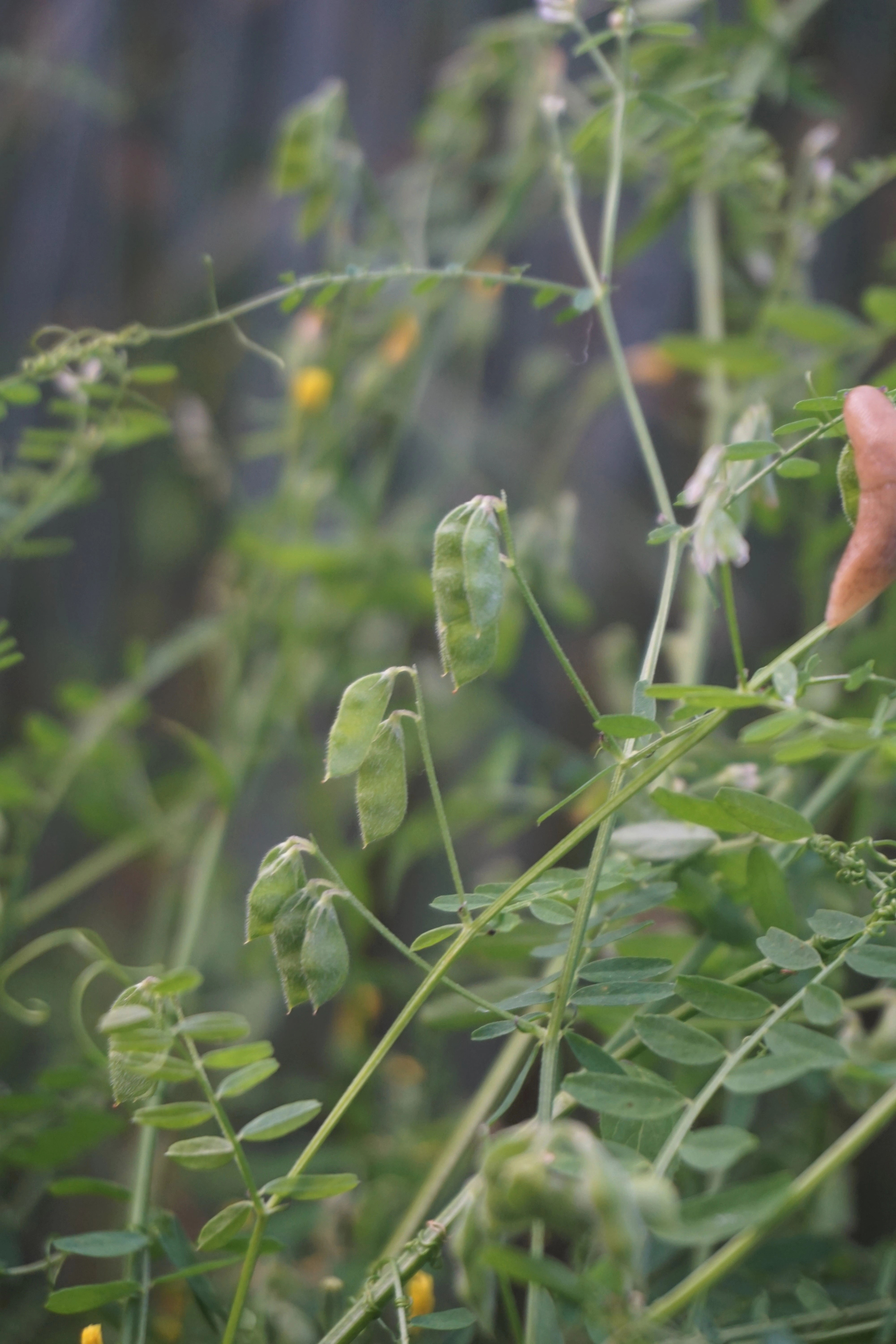 : Vicia hirsuta.