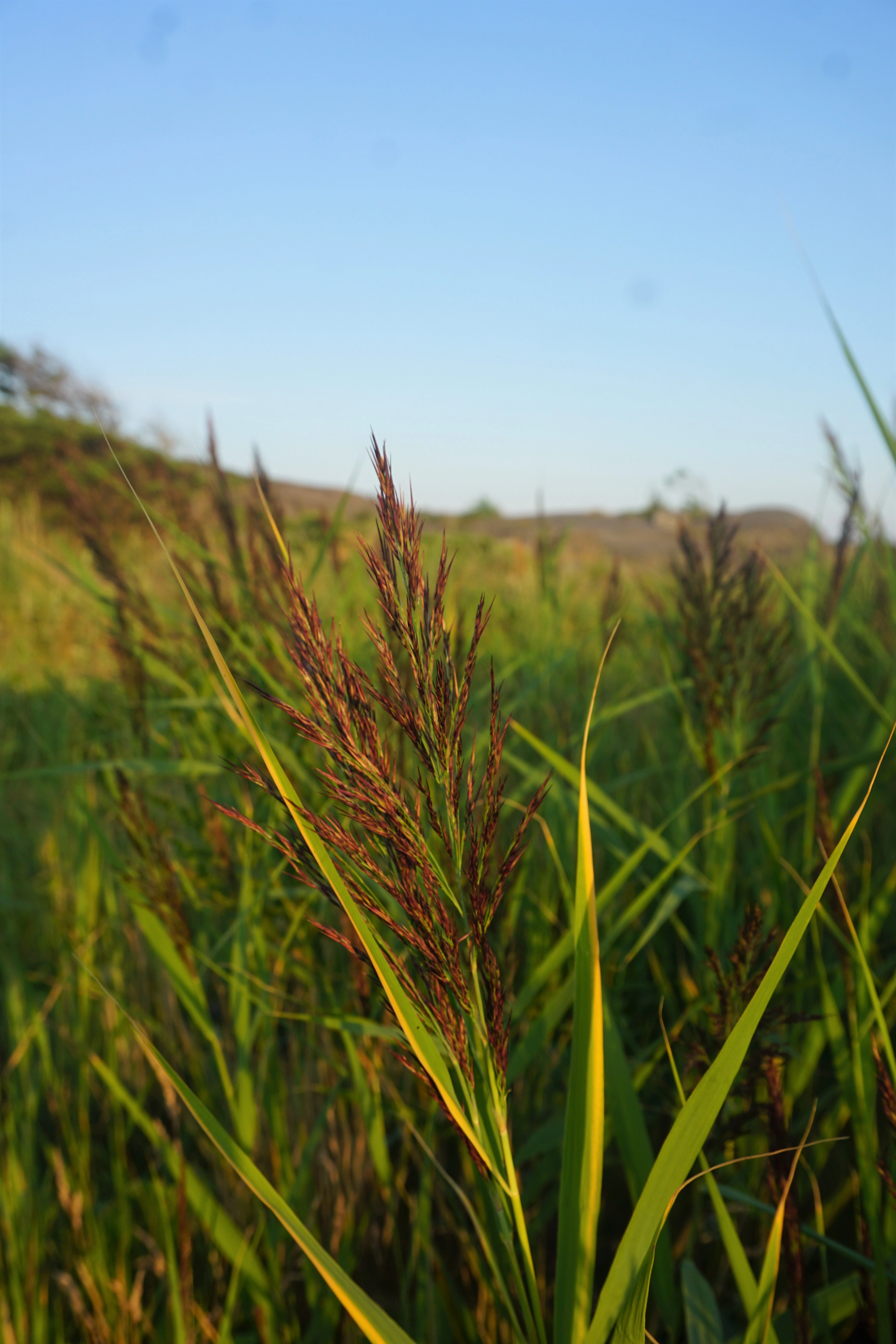 : Phragmites australis.