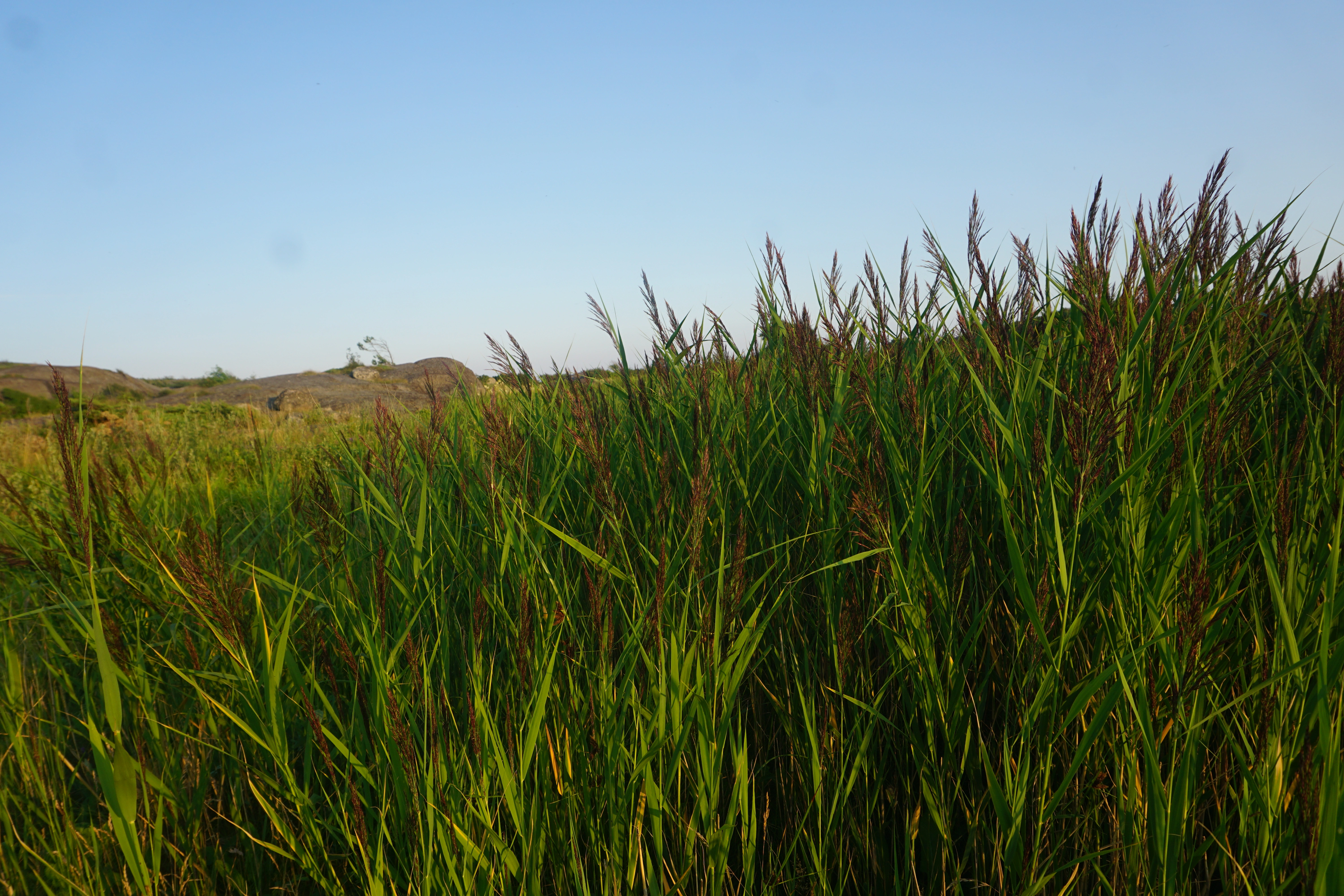 : Phragmites australis.