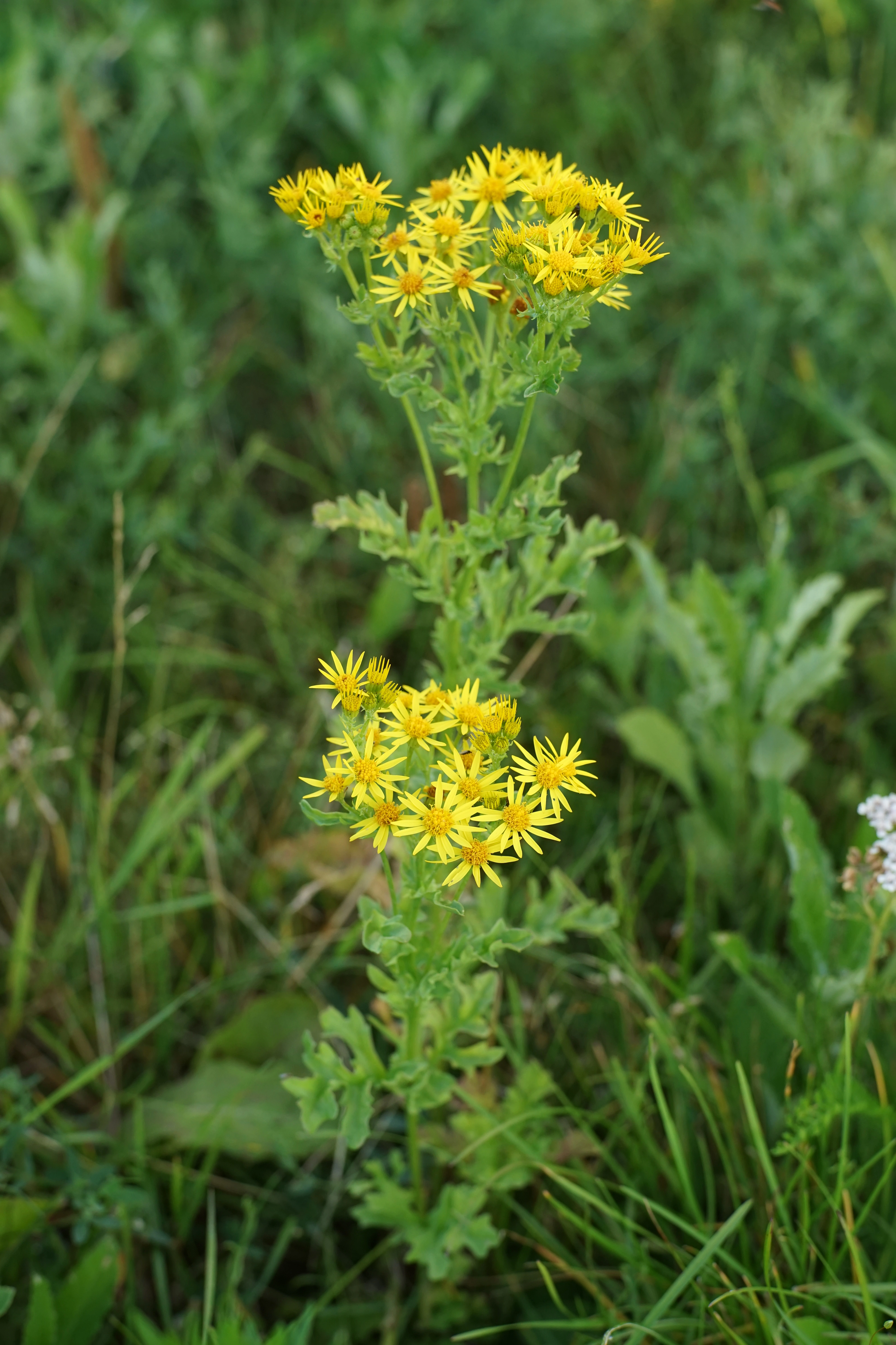 : Jacobaea vulgaris.