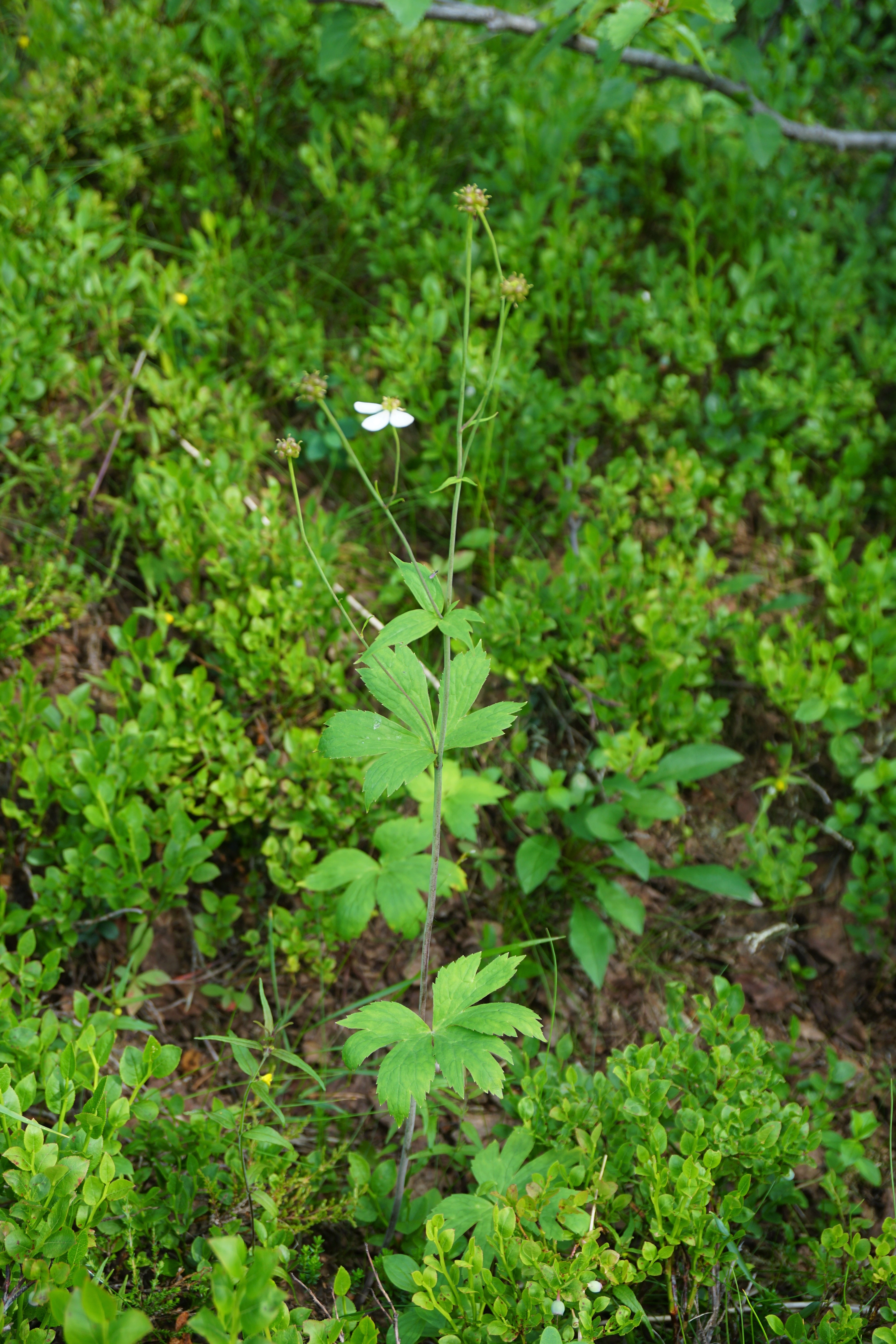 : Ranunculus platanifolius.