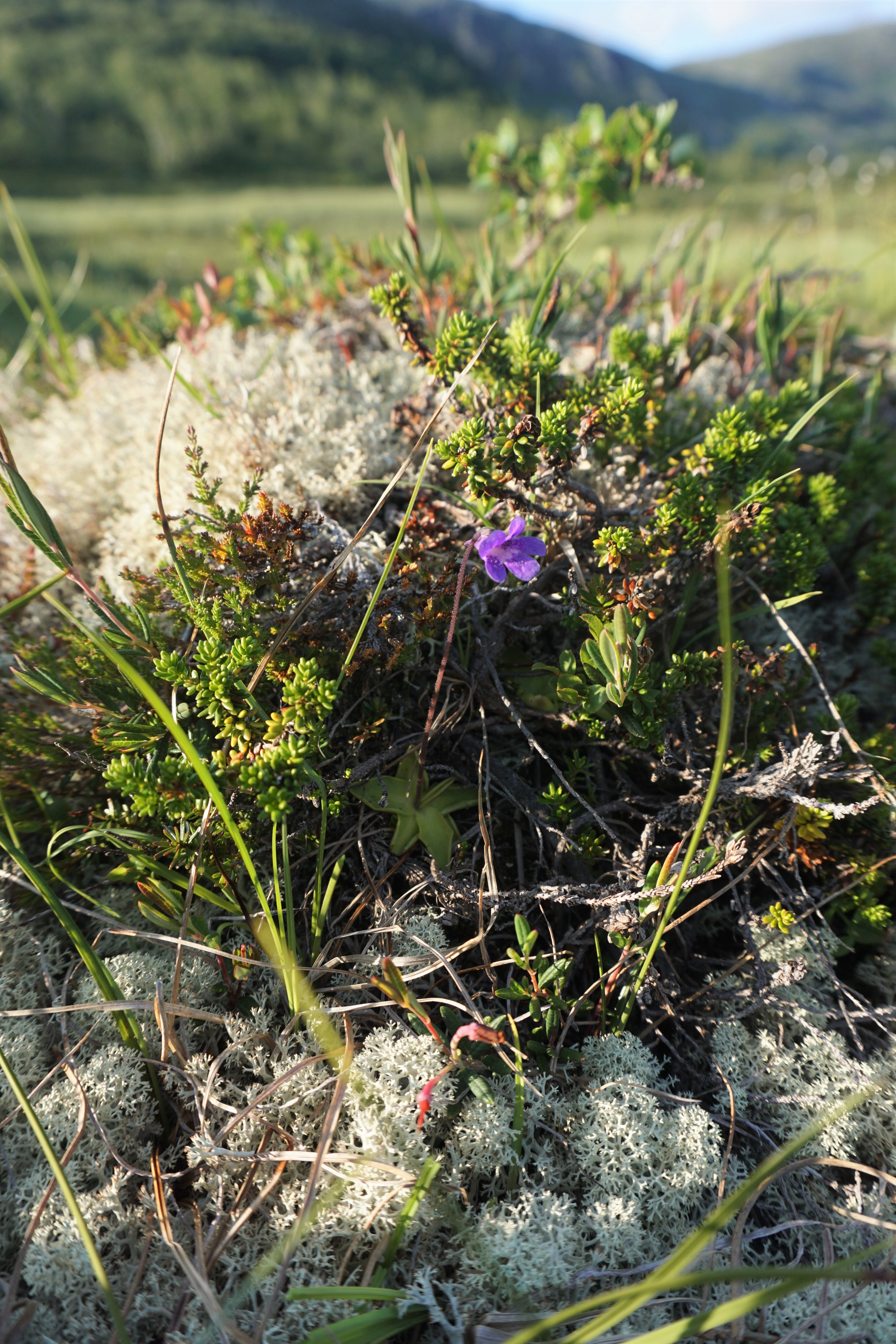 : Pinguicula vulgaris.