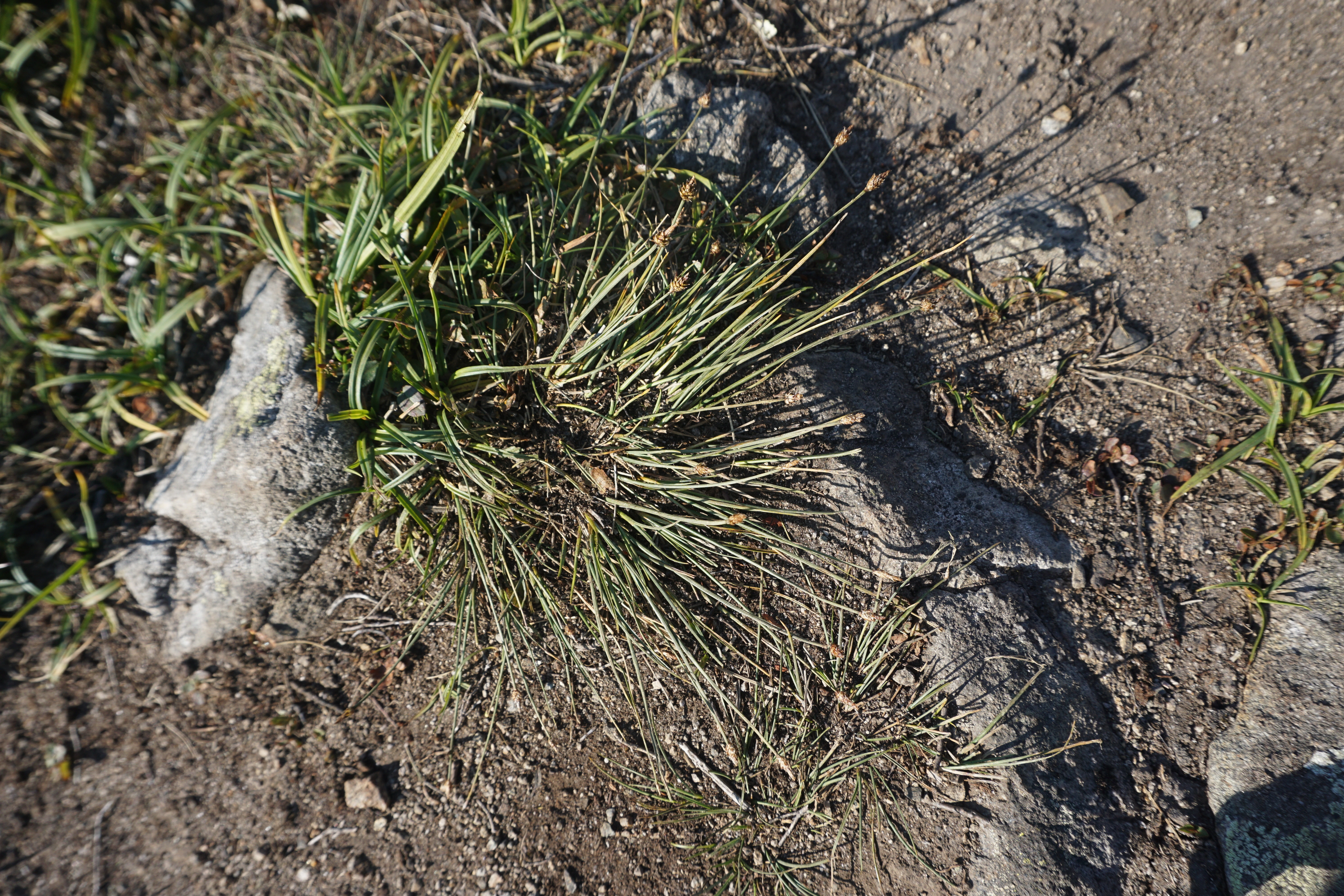 : Carex arctogena.