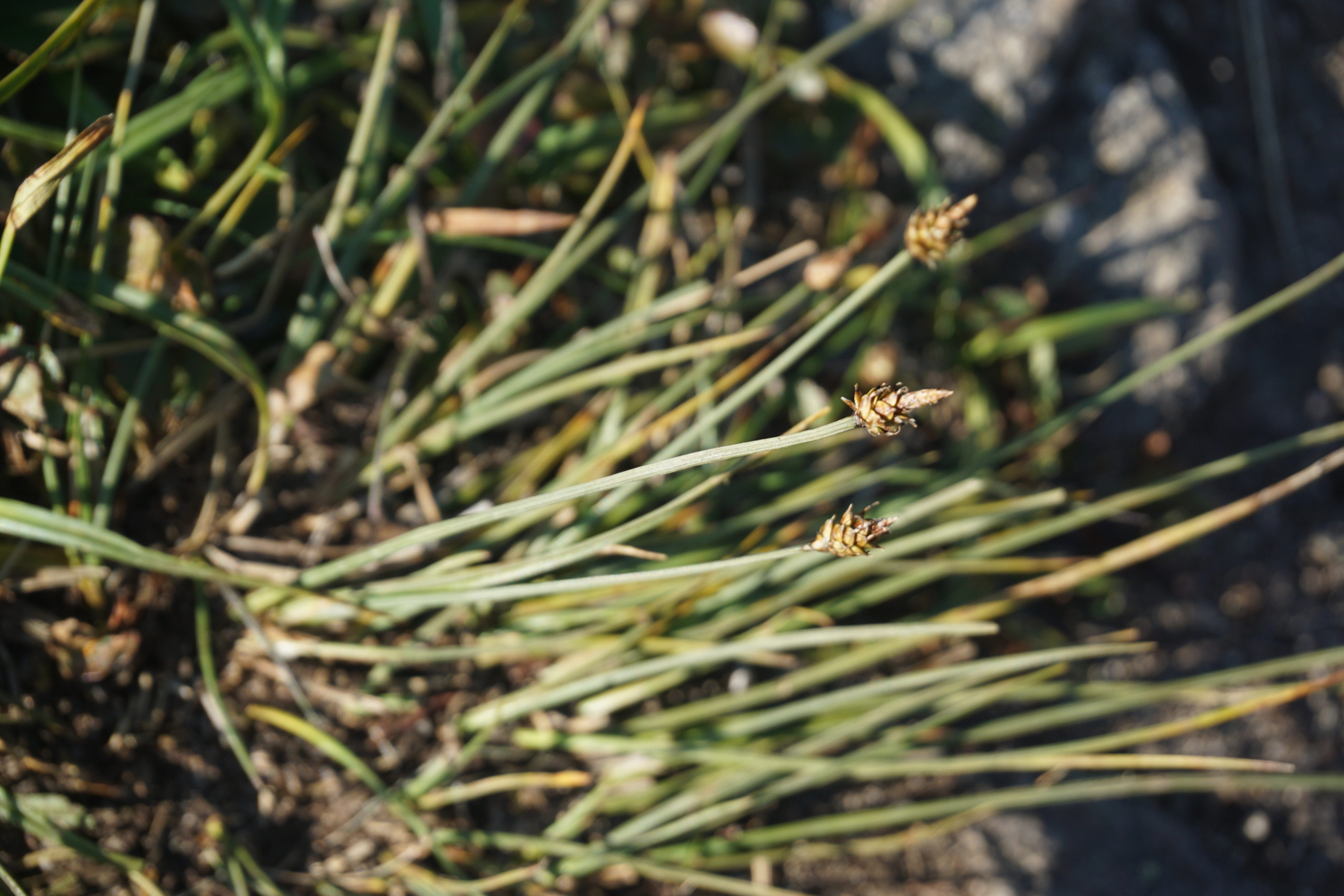 : Carex arctogena.